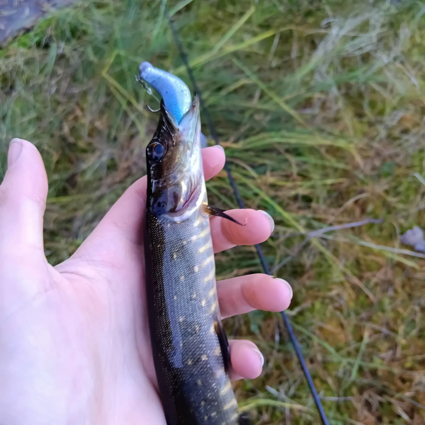 Northern pike caught on Fishbrain