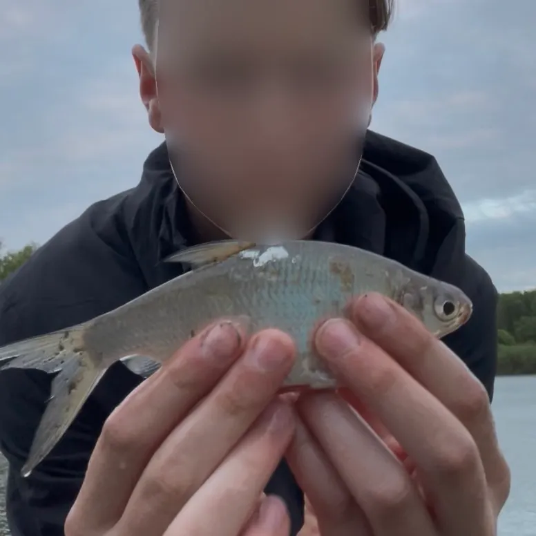 The most recent Zope catches on Fishbrain
