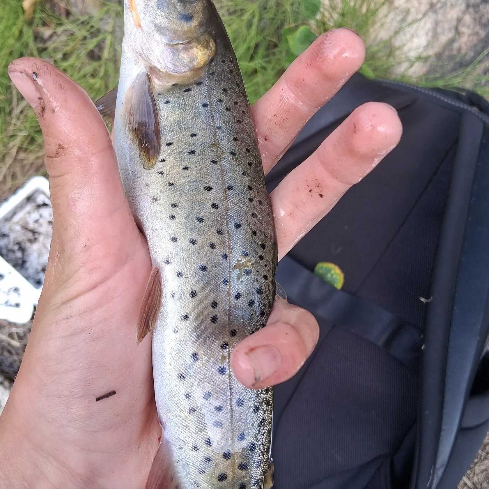 Cutthroat trout caught on Fishbrain