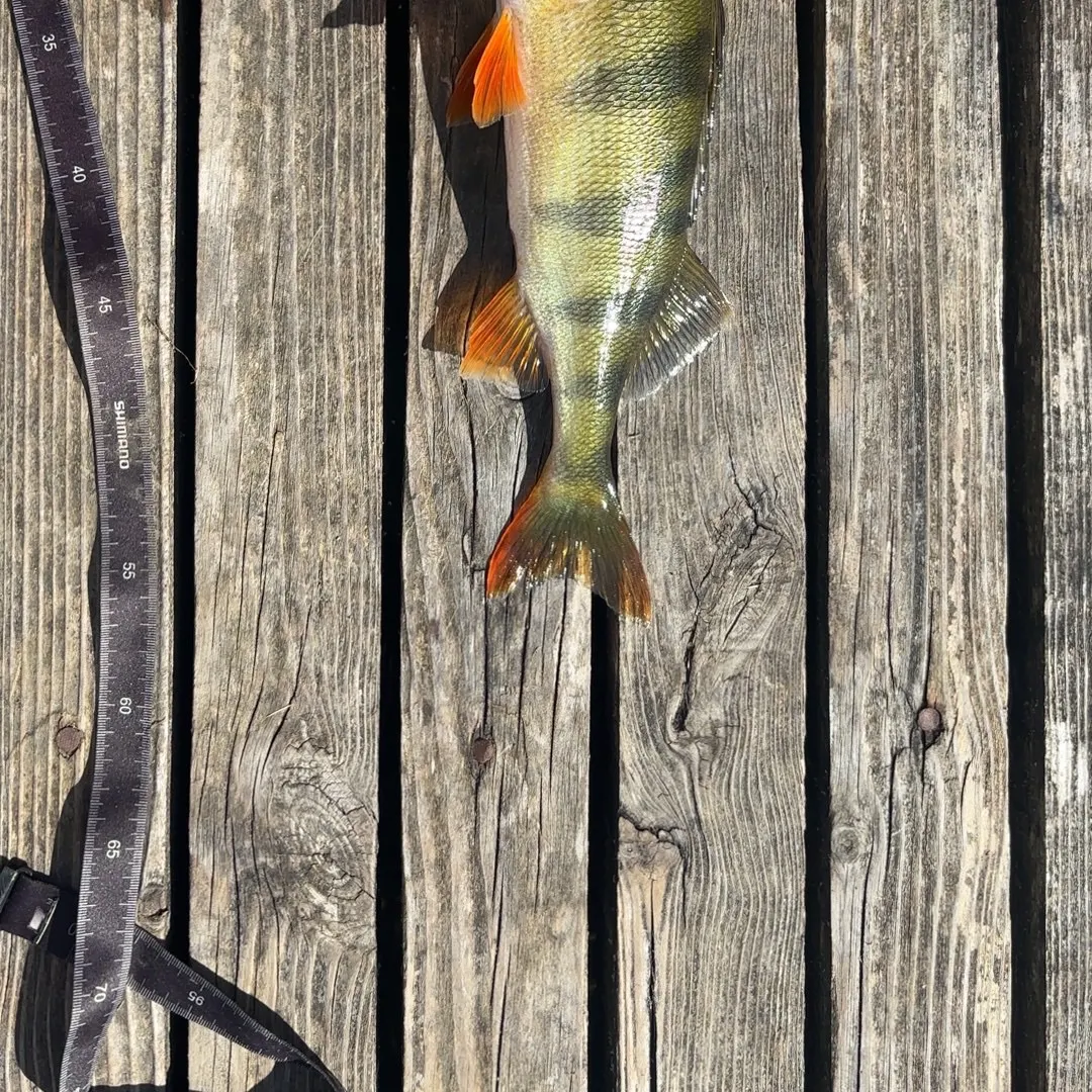 European perch caught on Fishbrain