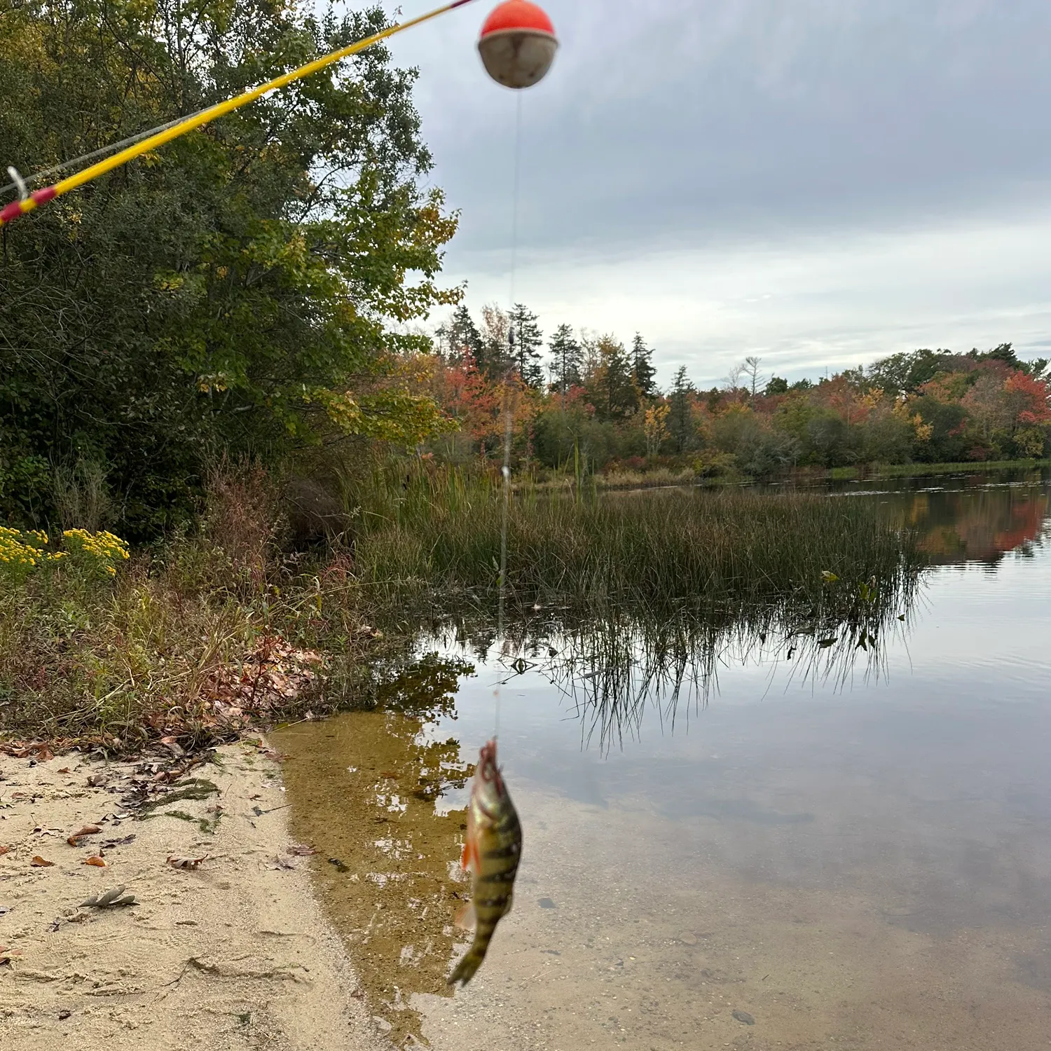 Yellow perch caught on Fishbrain