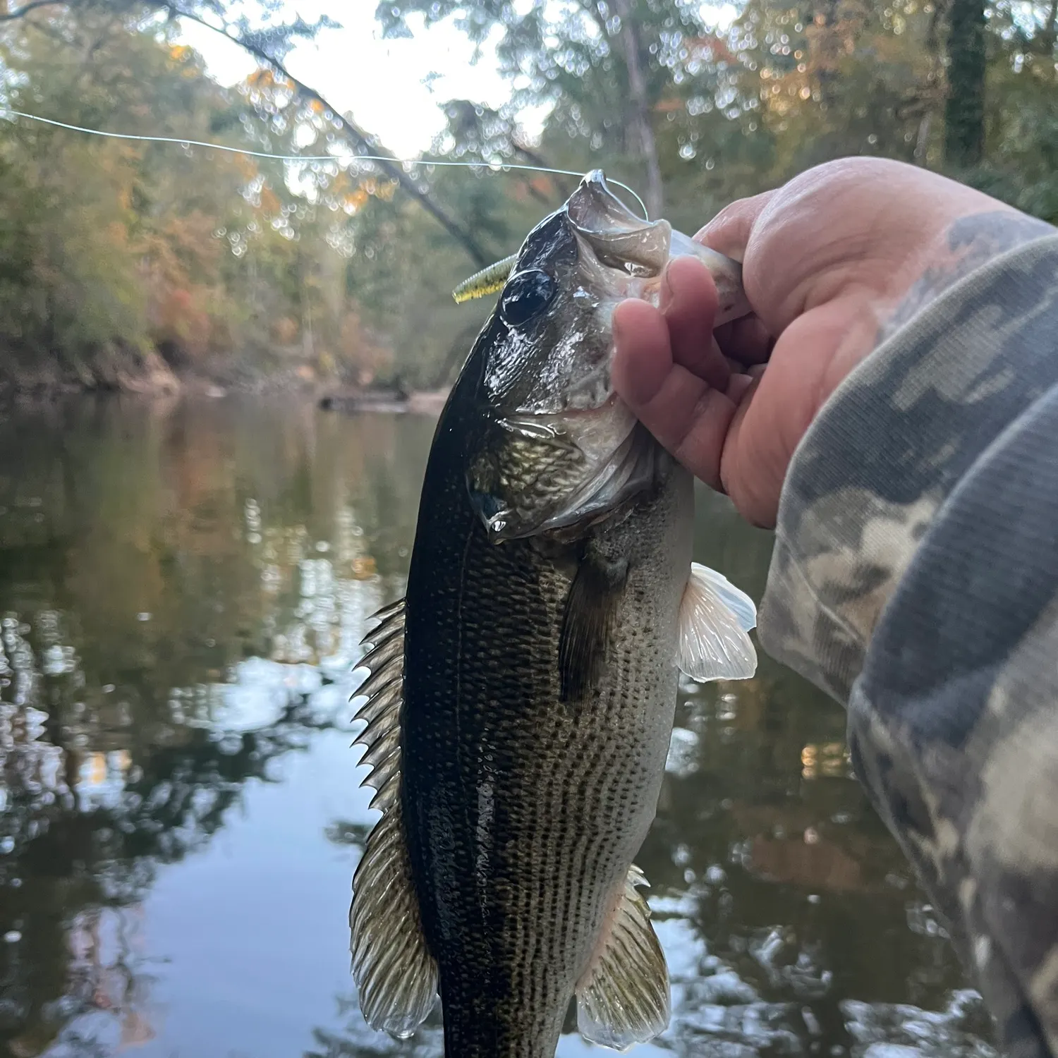 The most recent Altamaha bass catches on Fishbrain