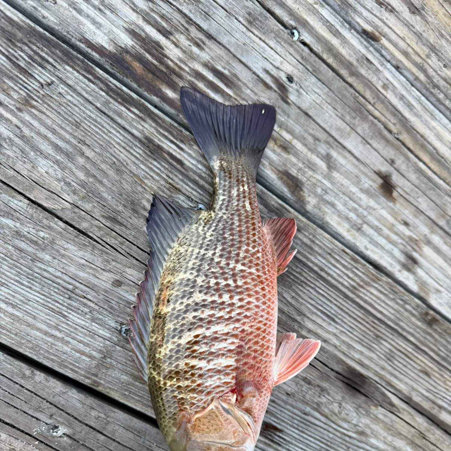 Mangrove snapper caught on Fishbrain