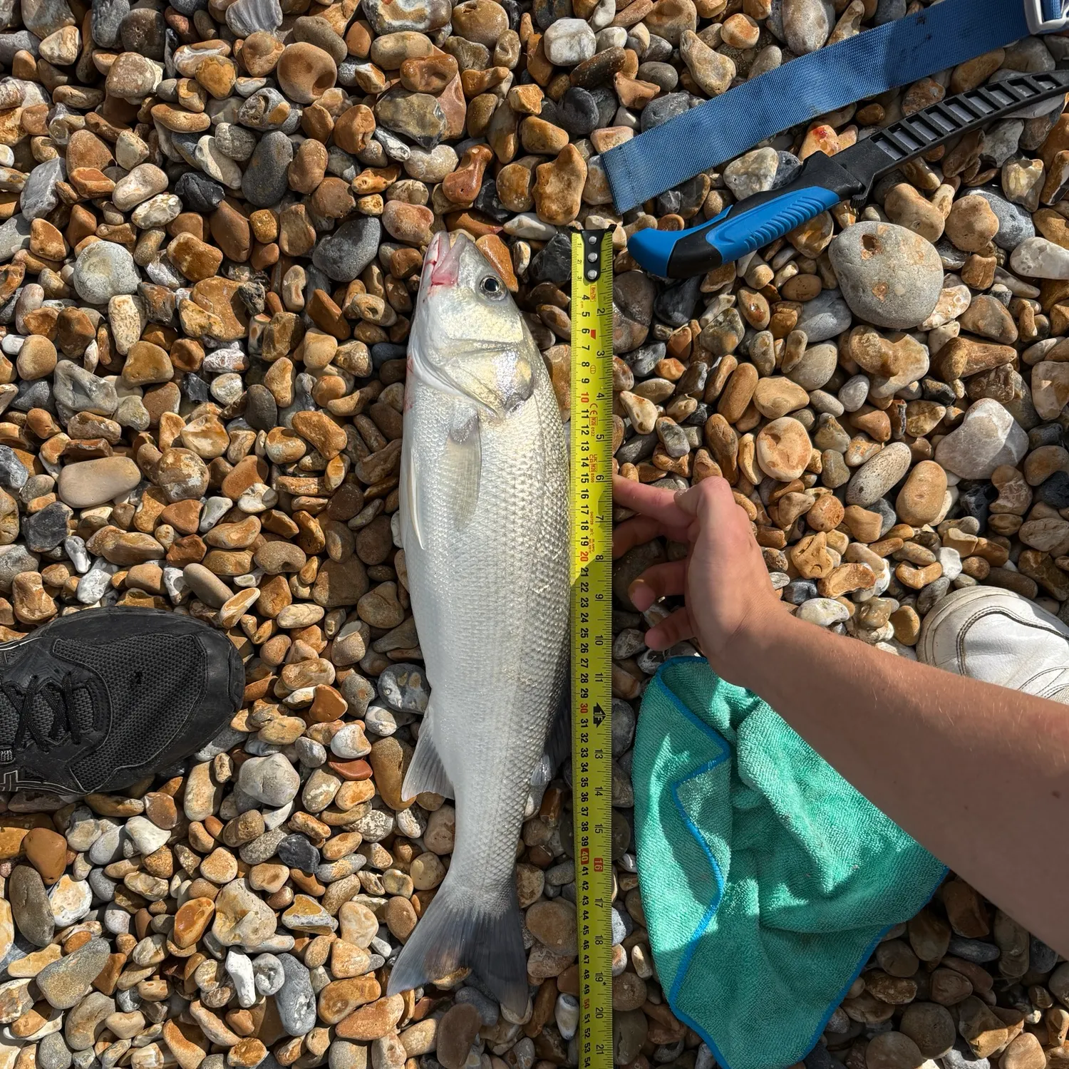 European seabass caught on Fishbrain