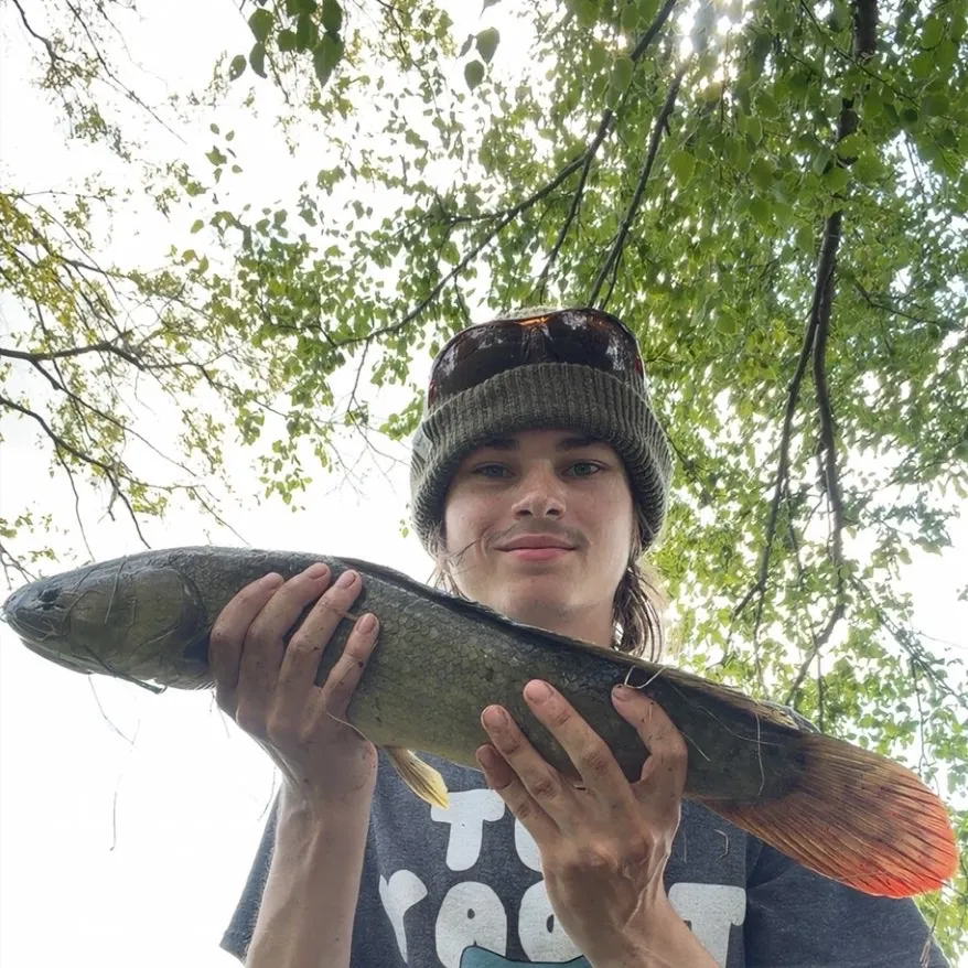 Eyetail bowfin caught on Fishbrain