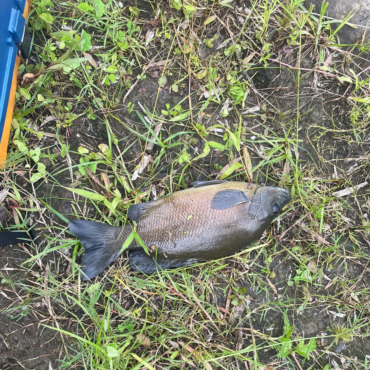 The most recent Sooty grunter catches on Fishbrain