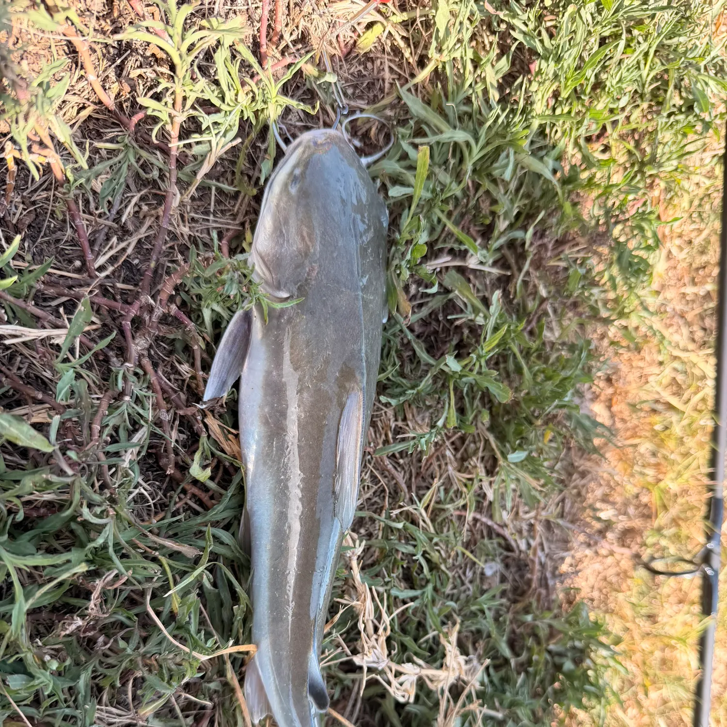 Hardhead sea catfish caught on Fishbrain