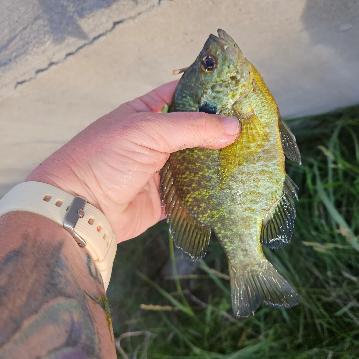 recently logged catches