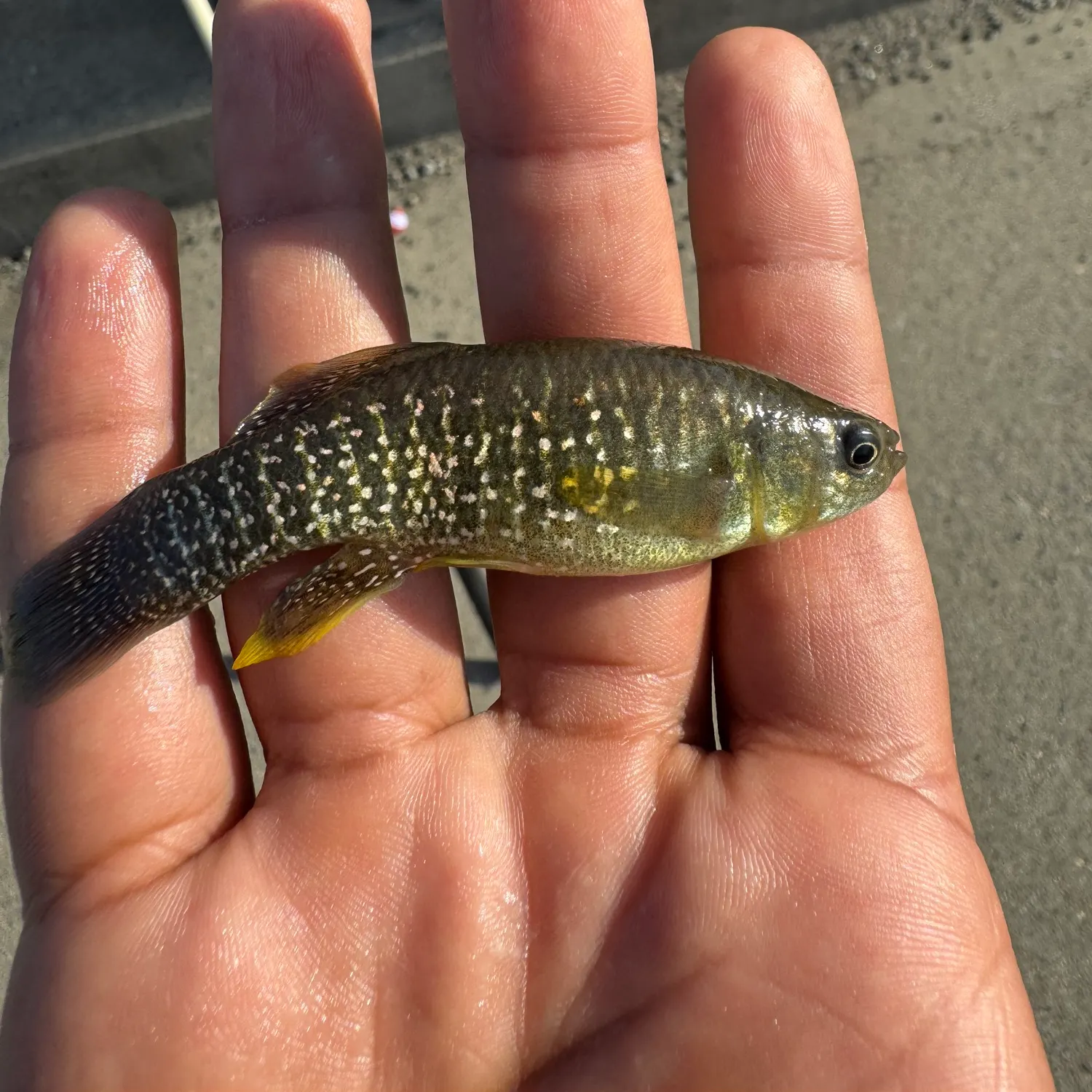 The most recent Mummichog catches on Fishbrain