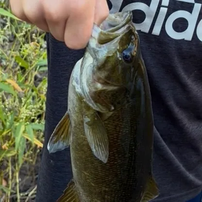 Smallmouth bass caught on Fishbrain