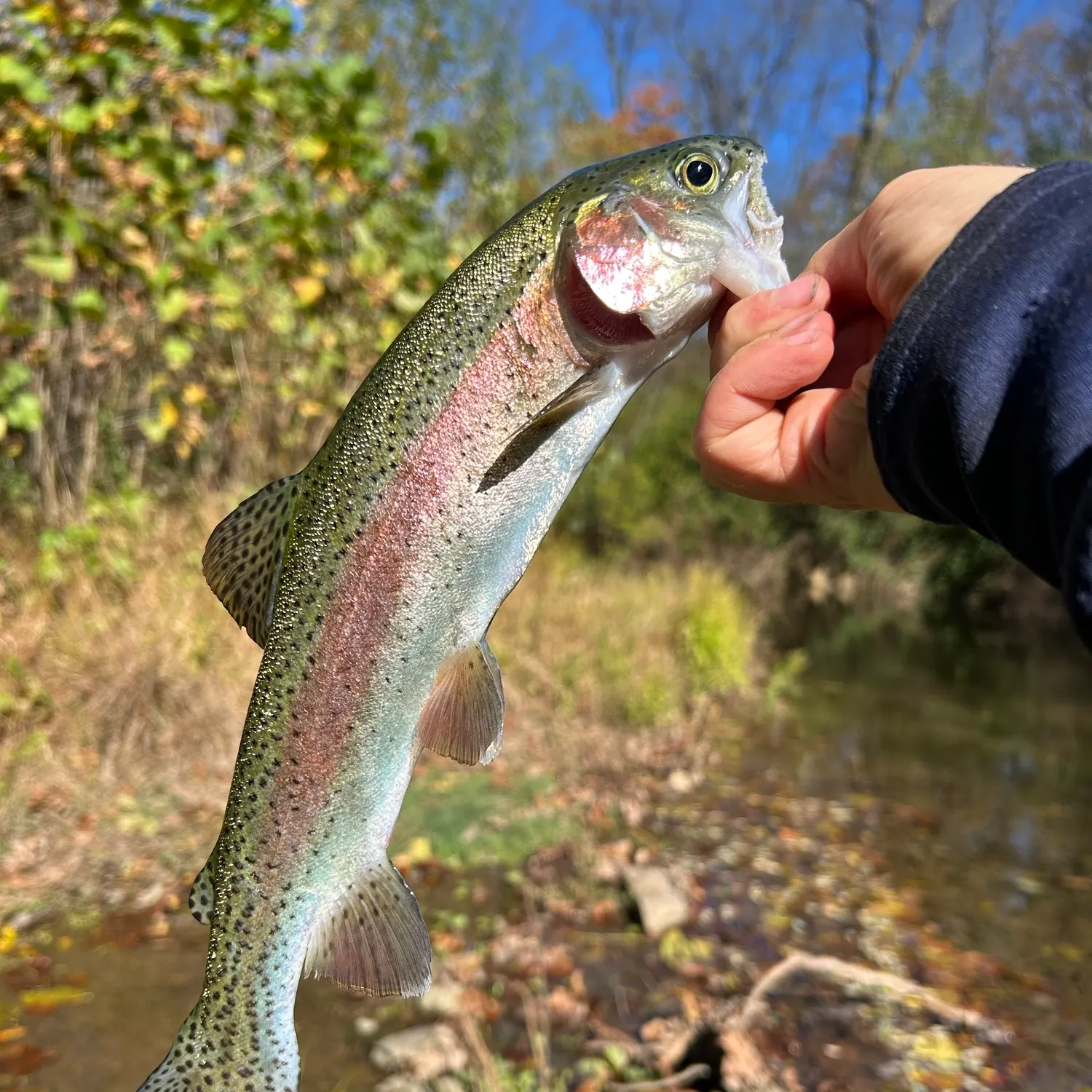 Rainbow trout caught on Fishbrain