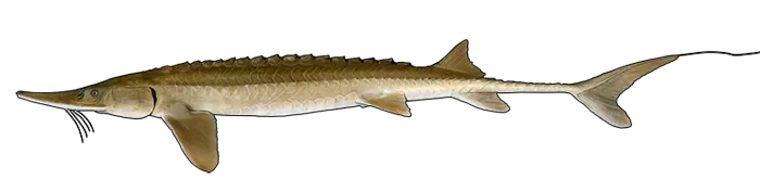 Shovelnose sturgeon