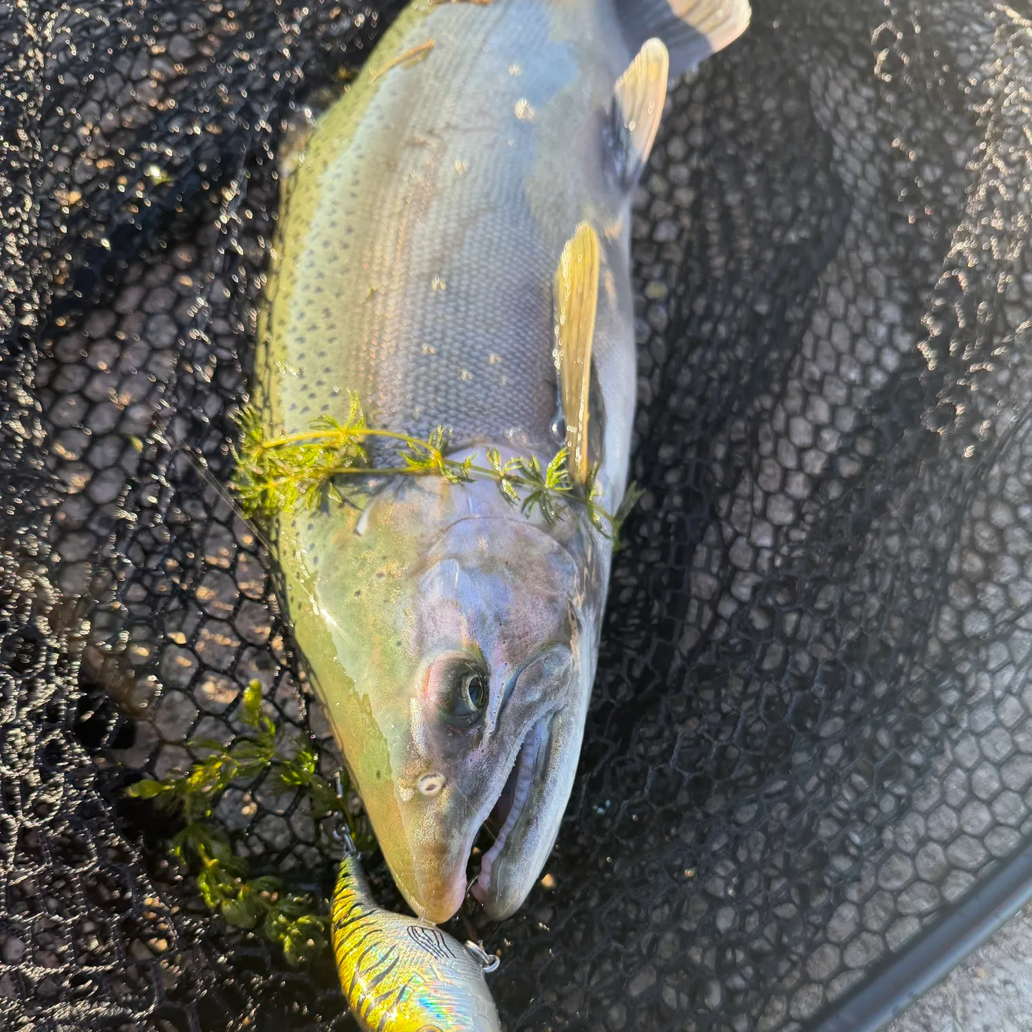 Coho salmon caught on Fishbrain