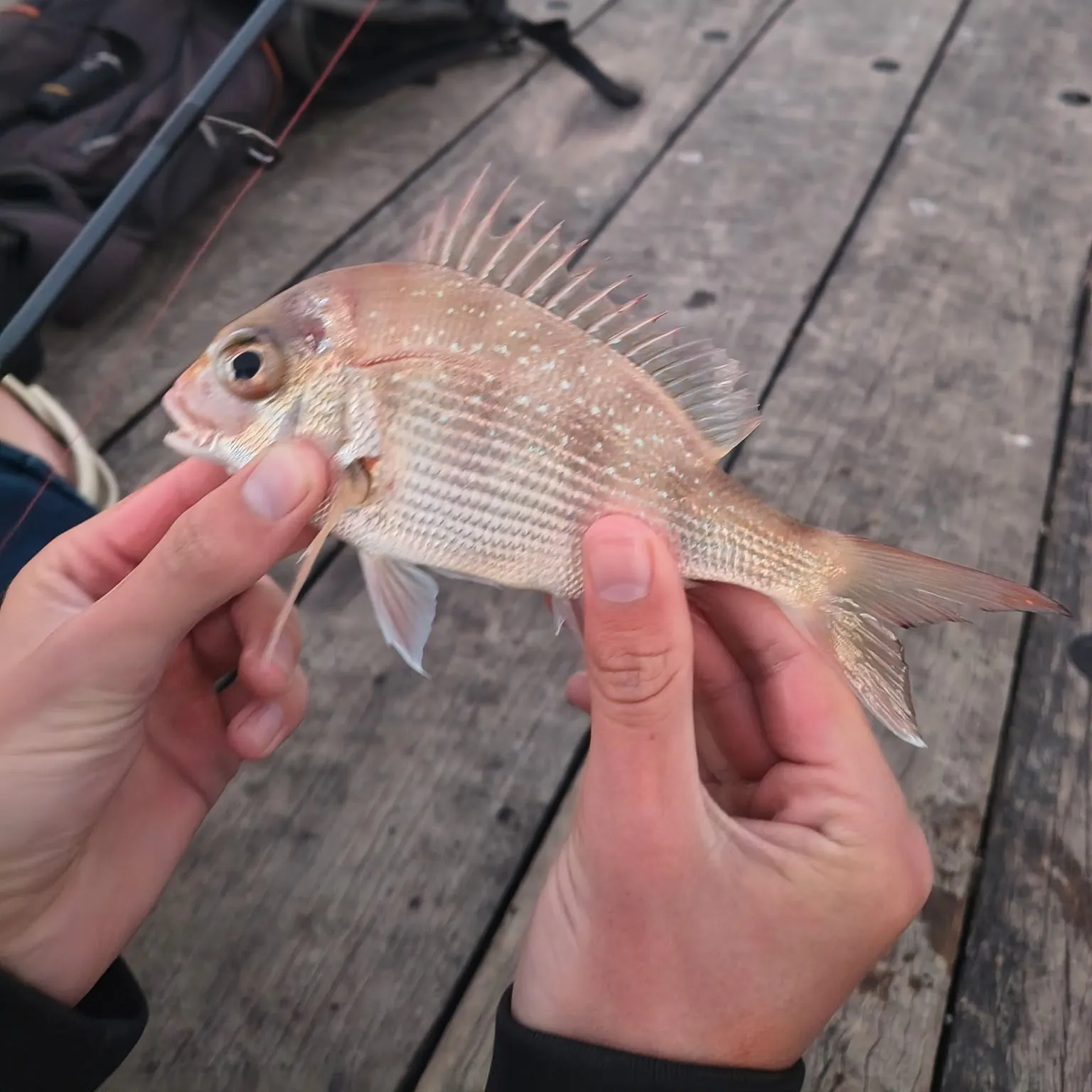 Australasian snapper caught on Fishbrain