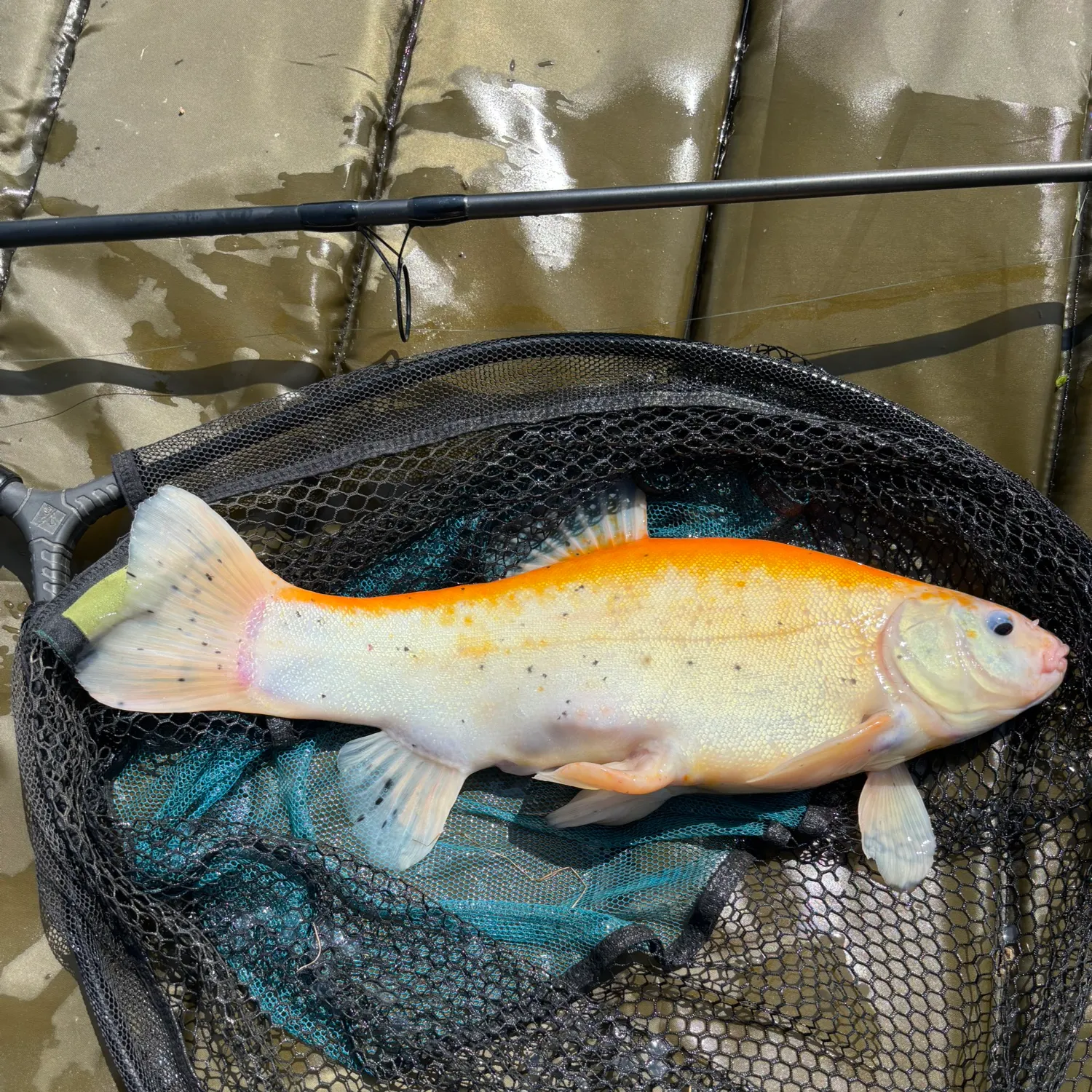 The most recent Golden tench catches on Fishbrain