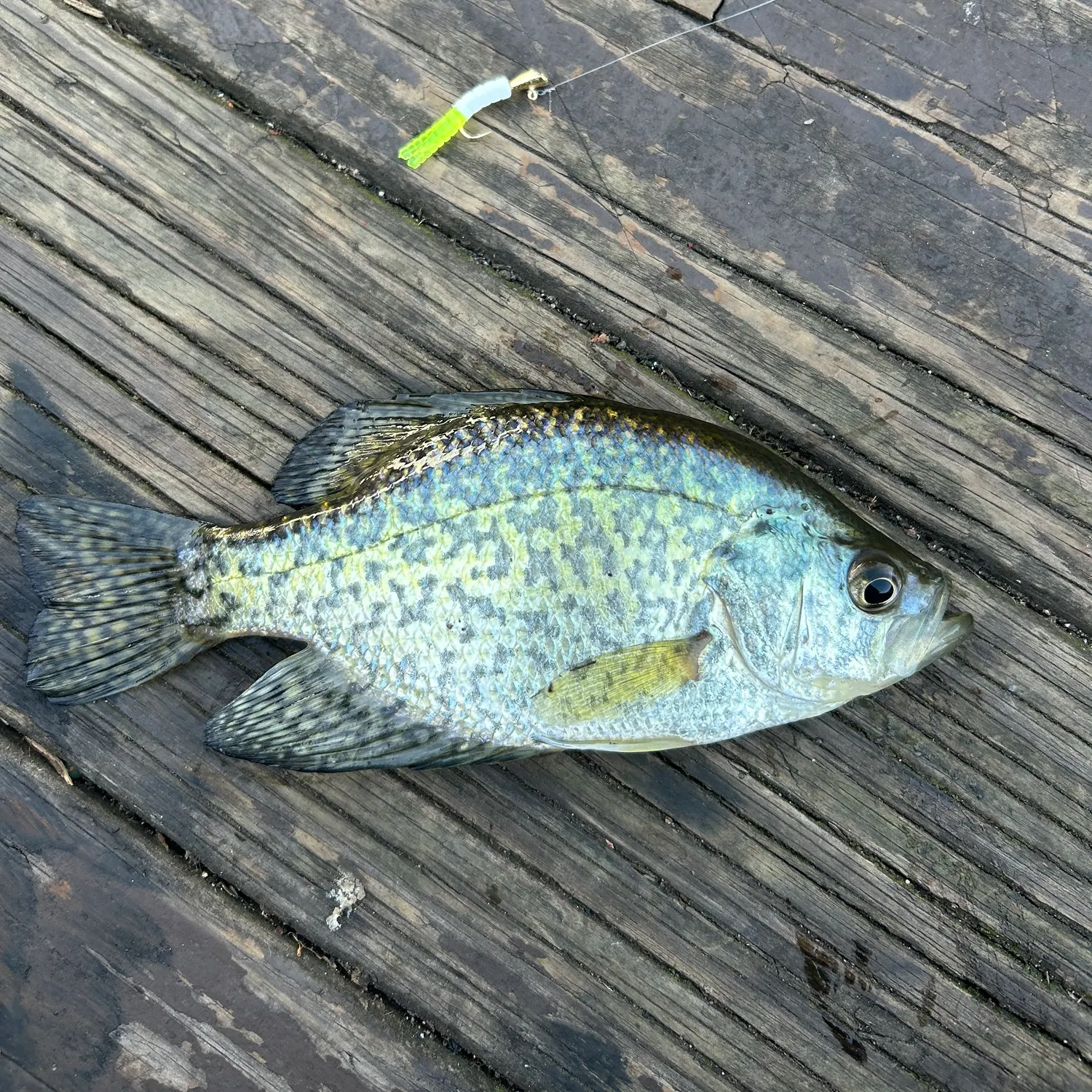 Black crappie caught on Fishbrain