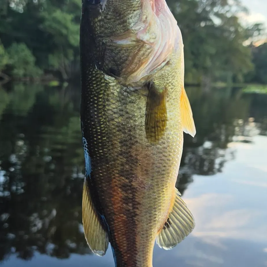 Largemouth bass caught on Fishbrain