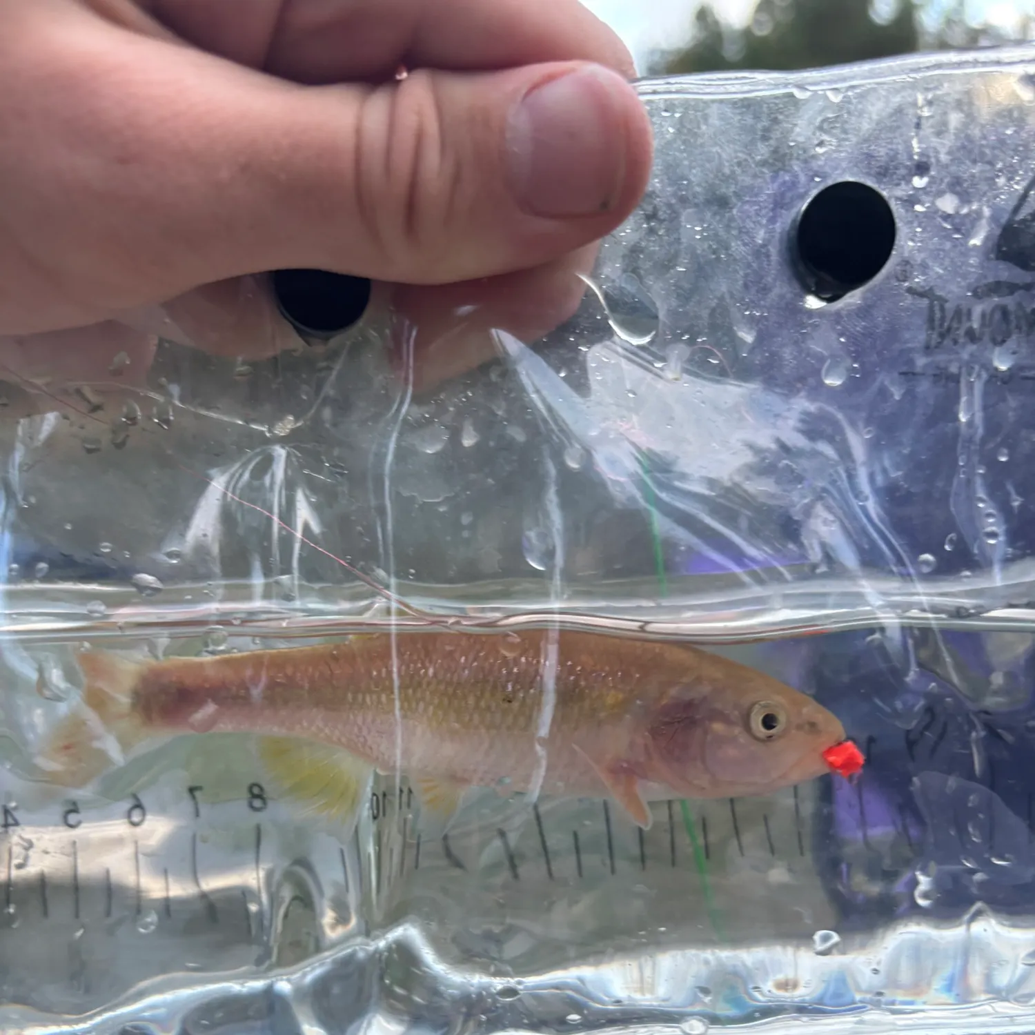 The most recent Dixie chub catches on Fishbrain