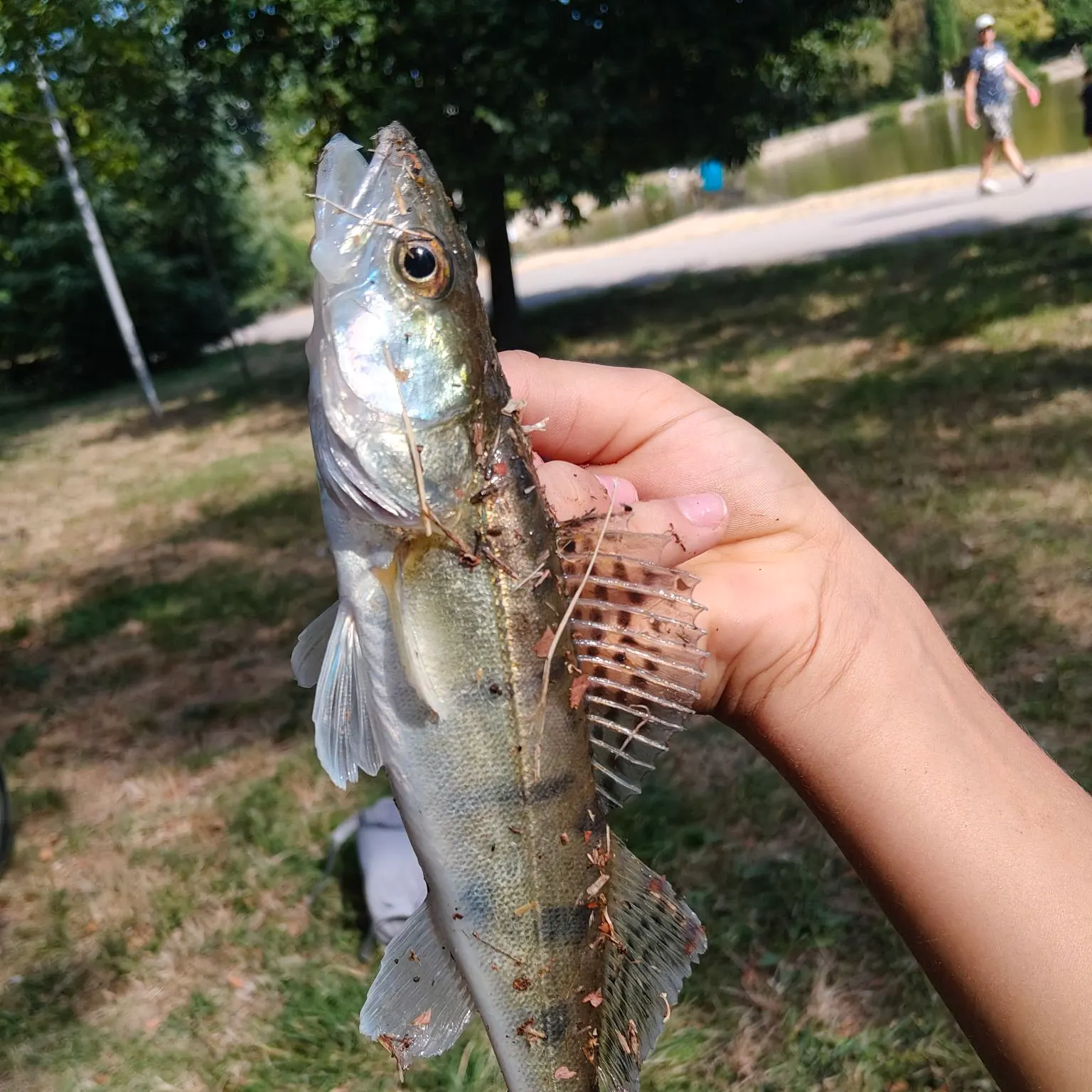 Fish caught on Fishbrain