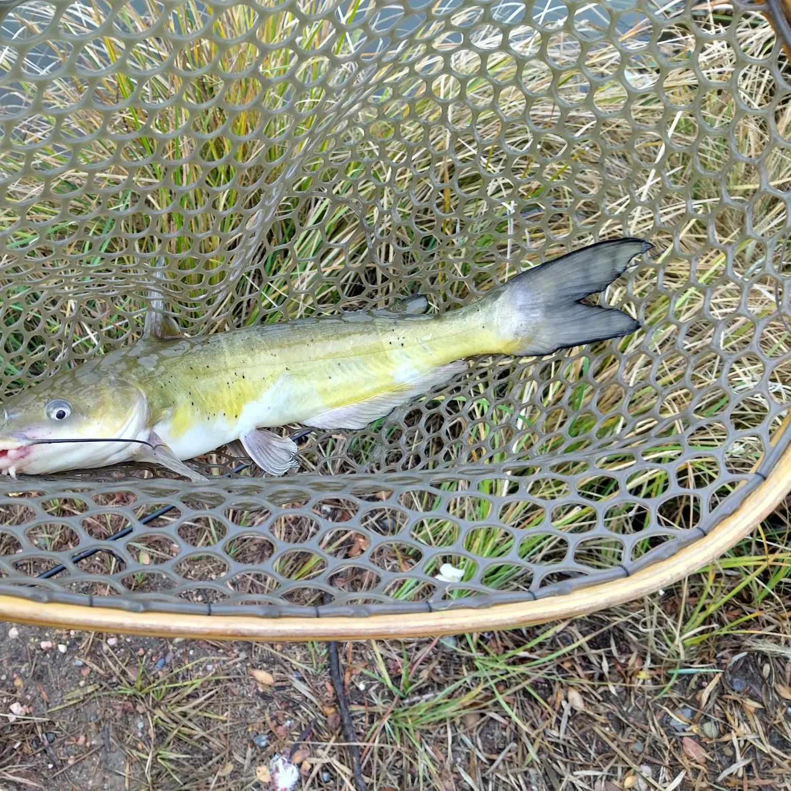 Channel catfish caught on Fishbrain