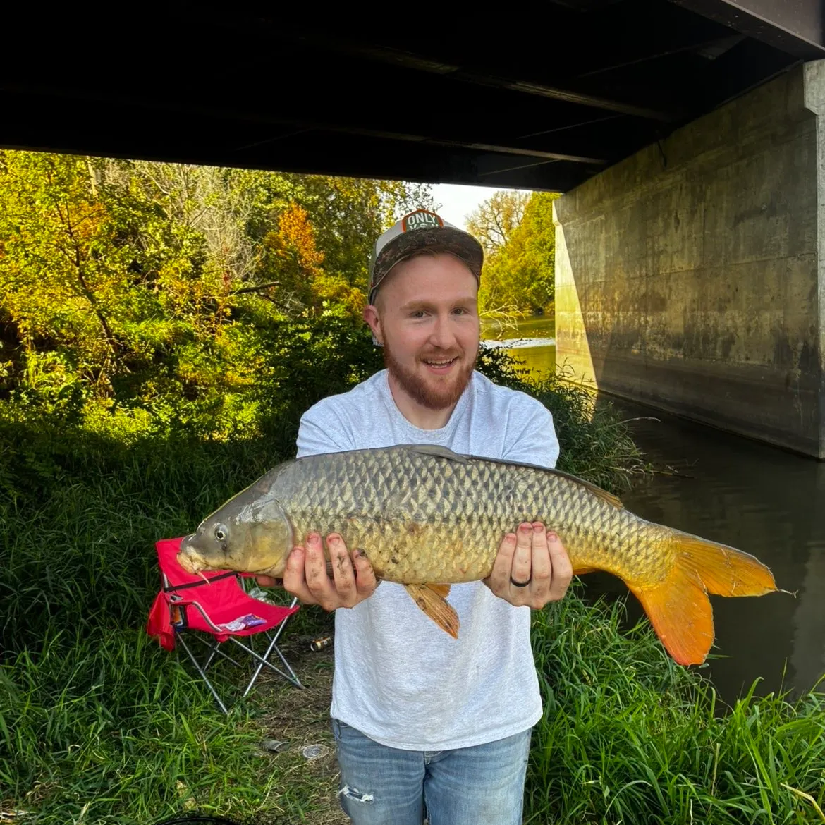 Common carp caught on Fishbrain