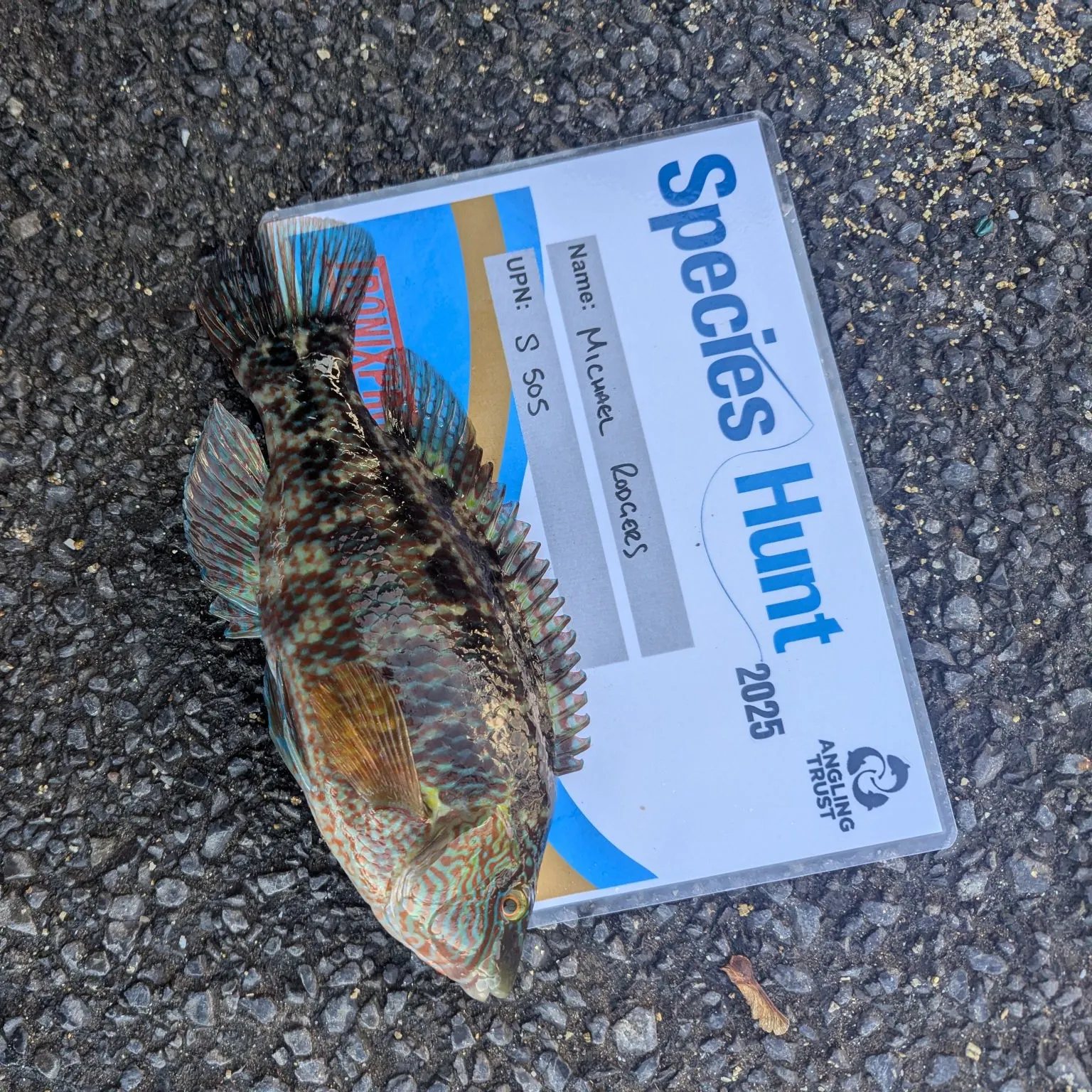 The most recent Corkwing wrasse catches on Fishbrain