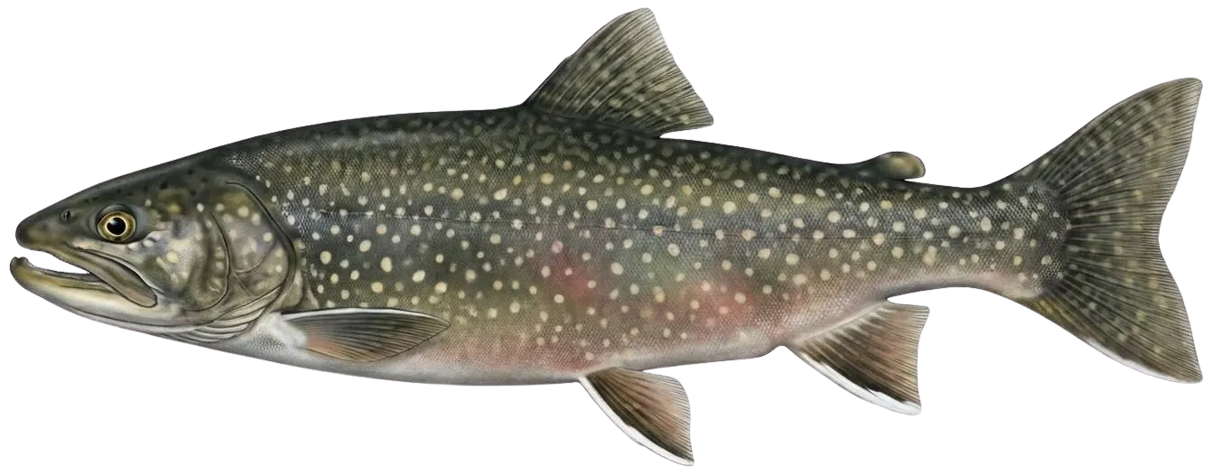 Lake char