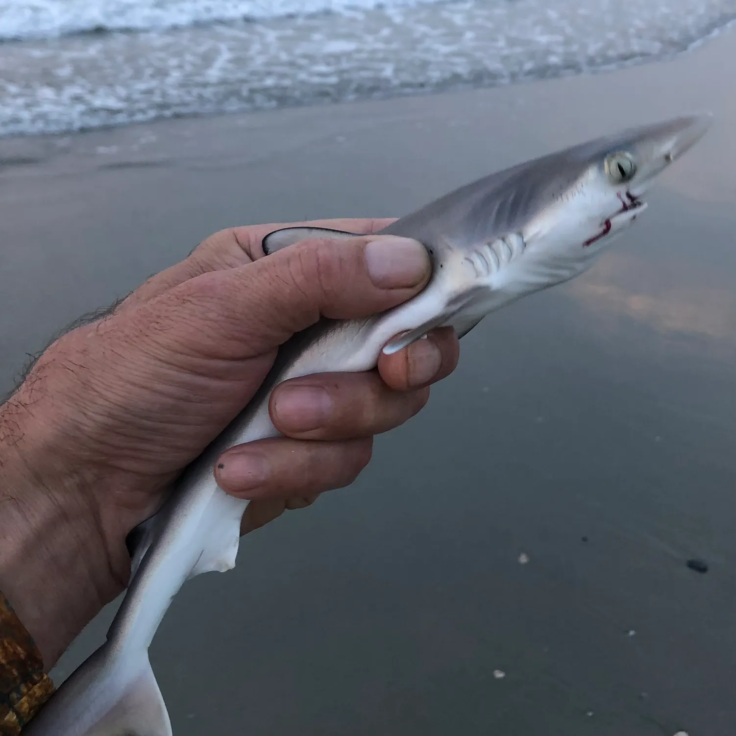 The most recent Atlantic sharpnose shark catches on Fishbrain