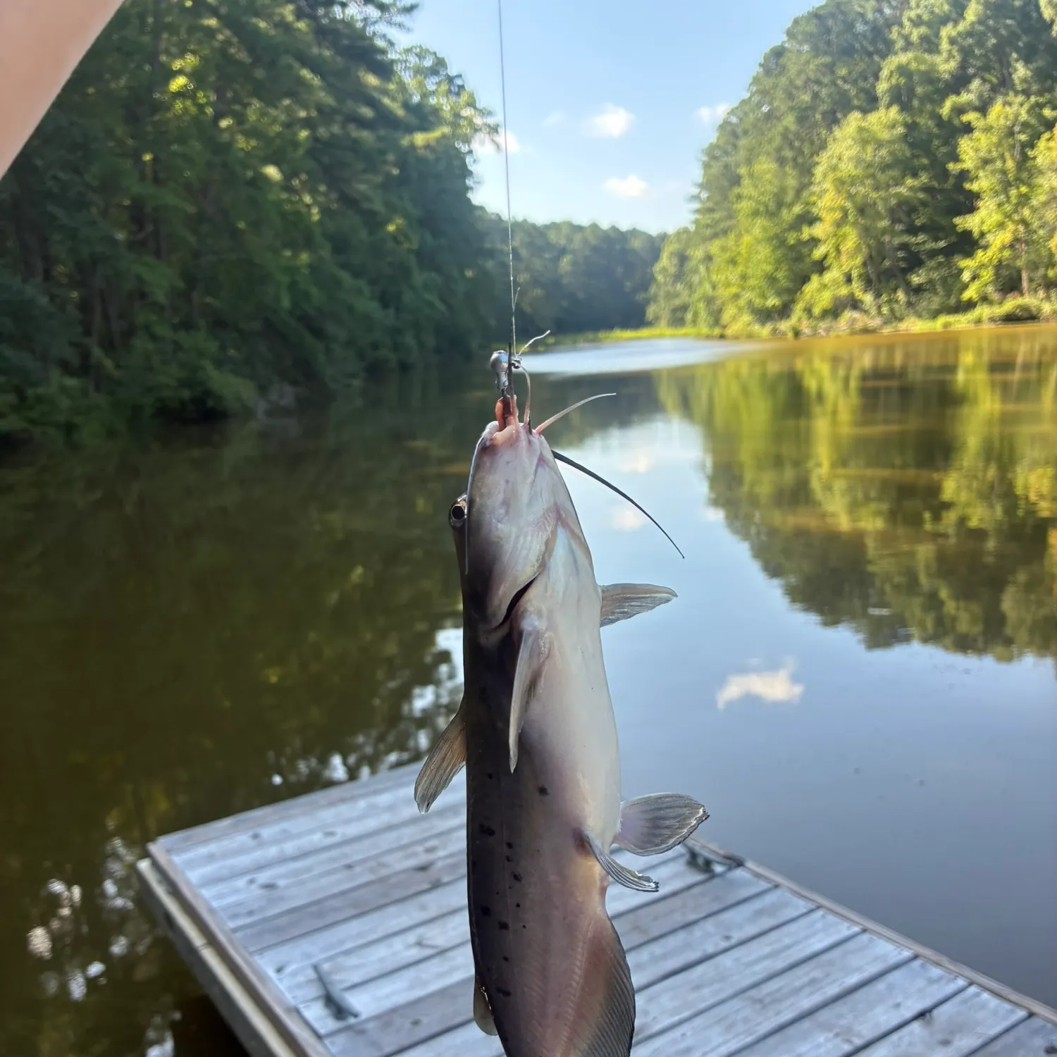 Channel catfish caught on Fishbrain