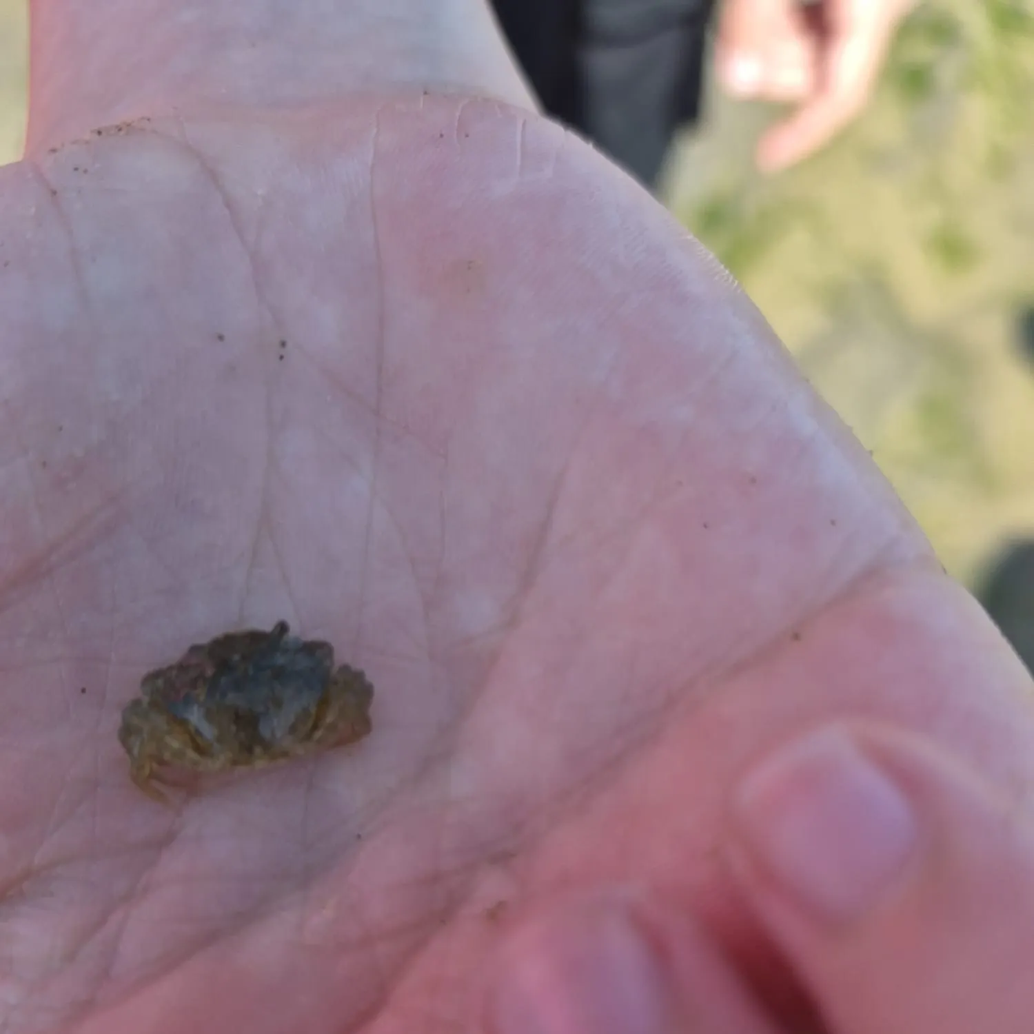 The most recent Green crab catches on Fishbrain