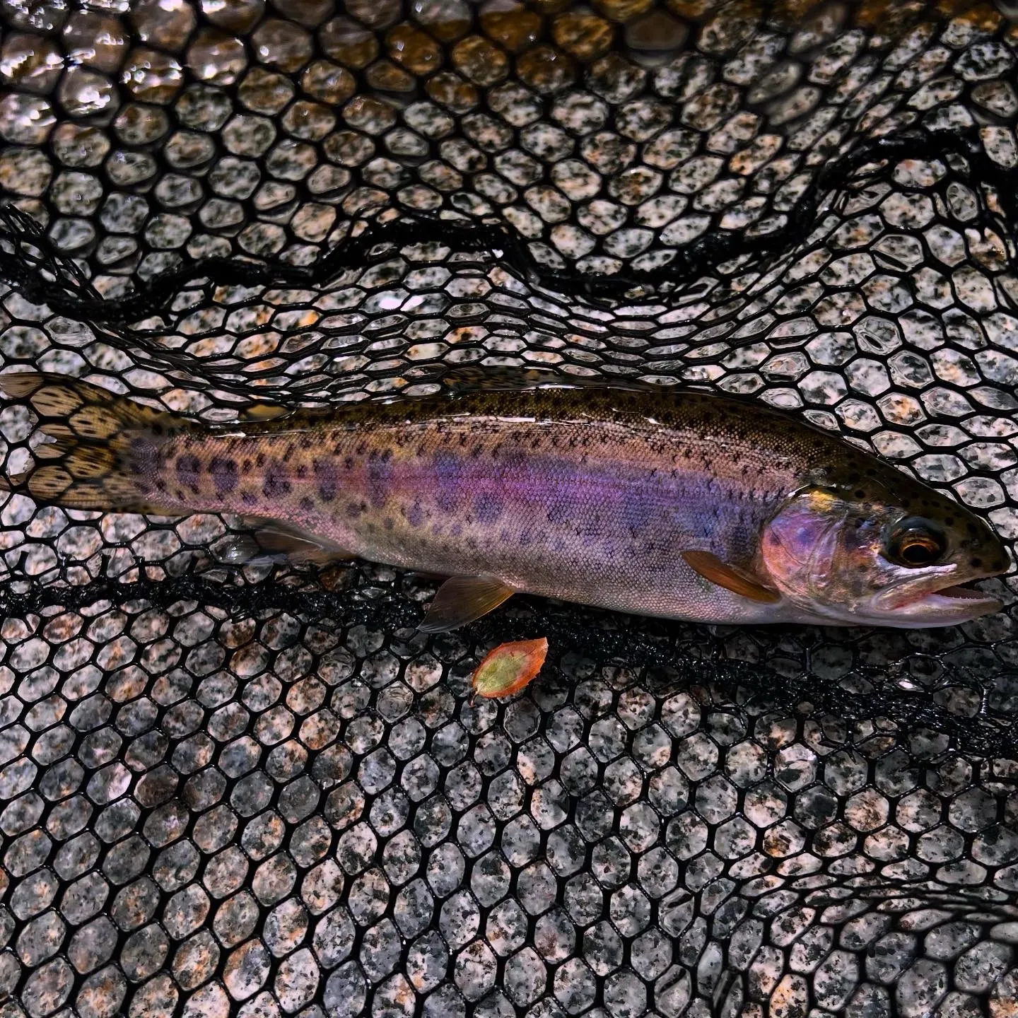 Rainbow trout caught on Fishbrain