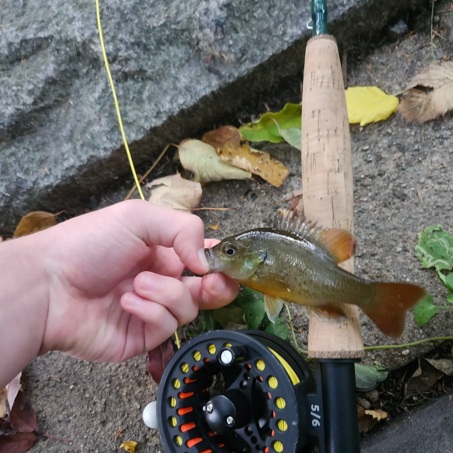 Redbreast sunfish caught on Fishbrain