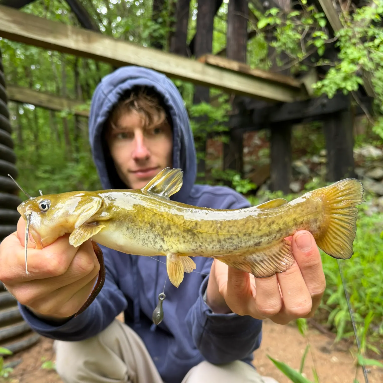 The most recent Flat bullhead catches on Fishbrain
