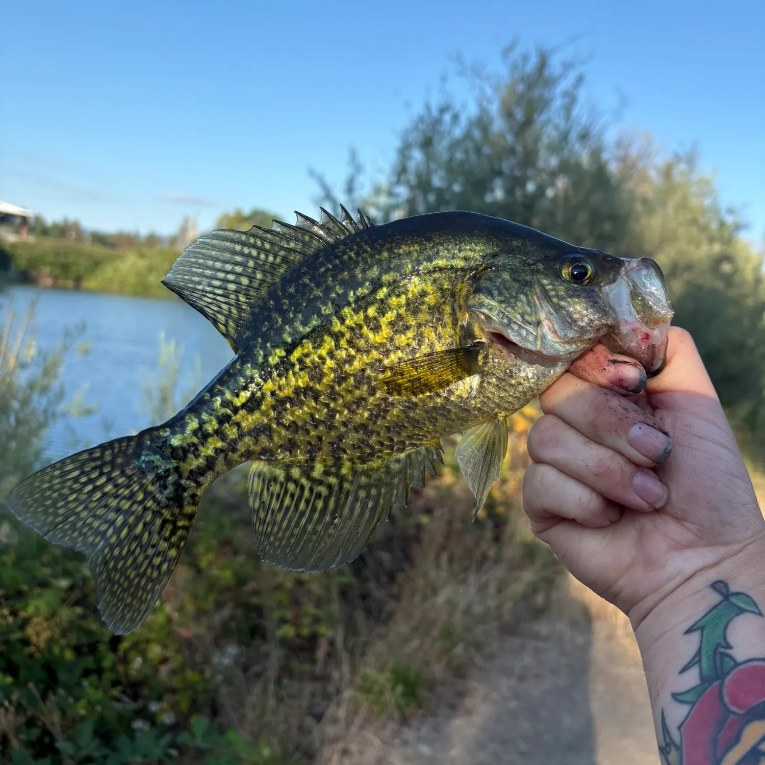 catch