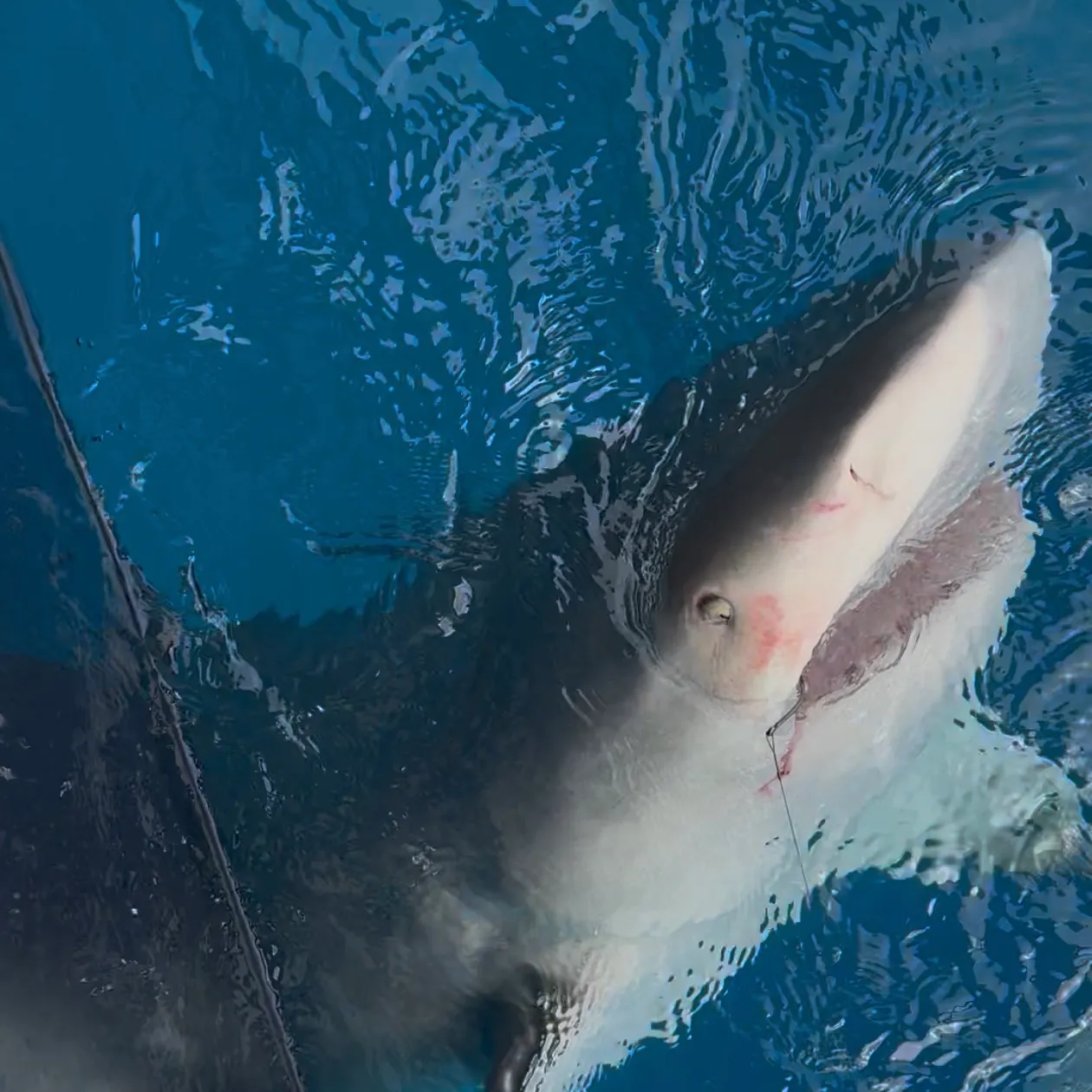 The most recent Bull shark catches on Fishbrain