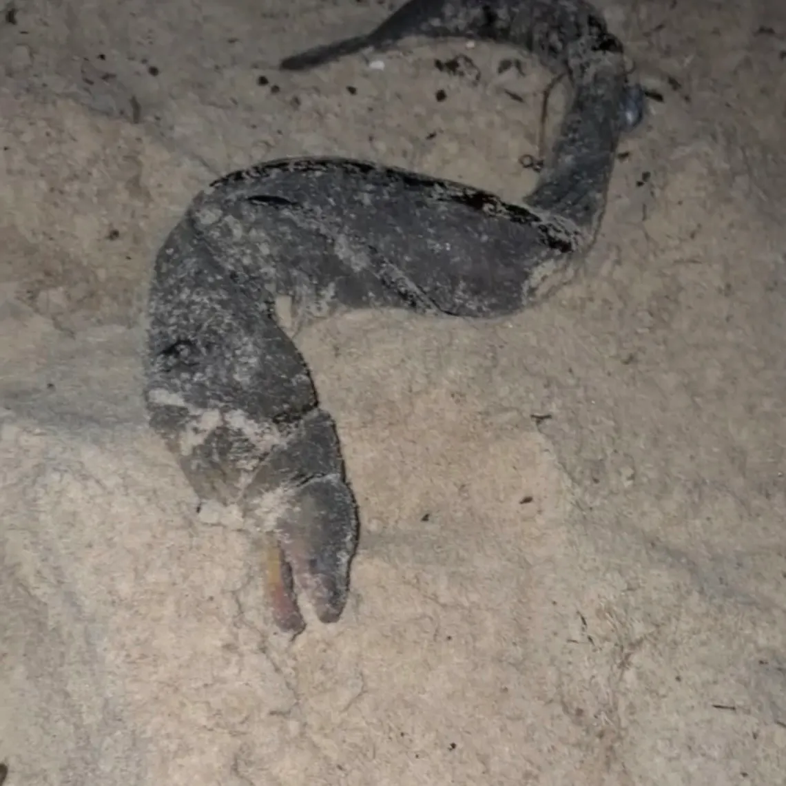 The most recent Leopard moray eel catches on Fishbrain