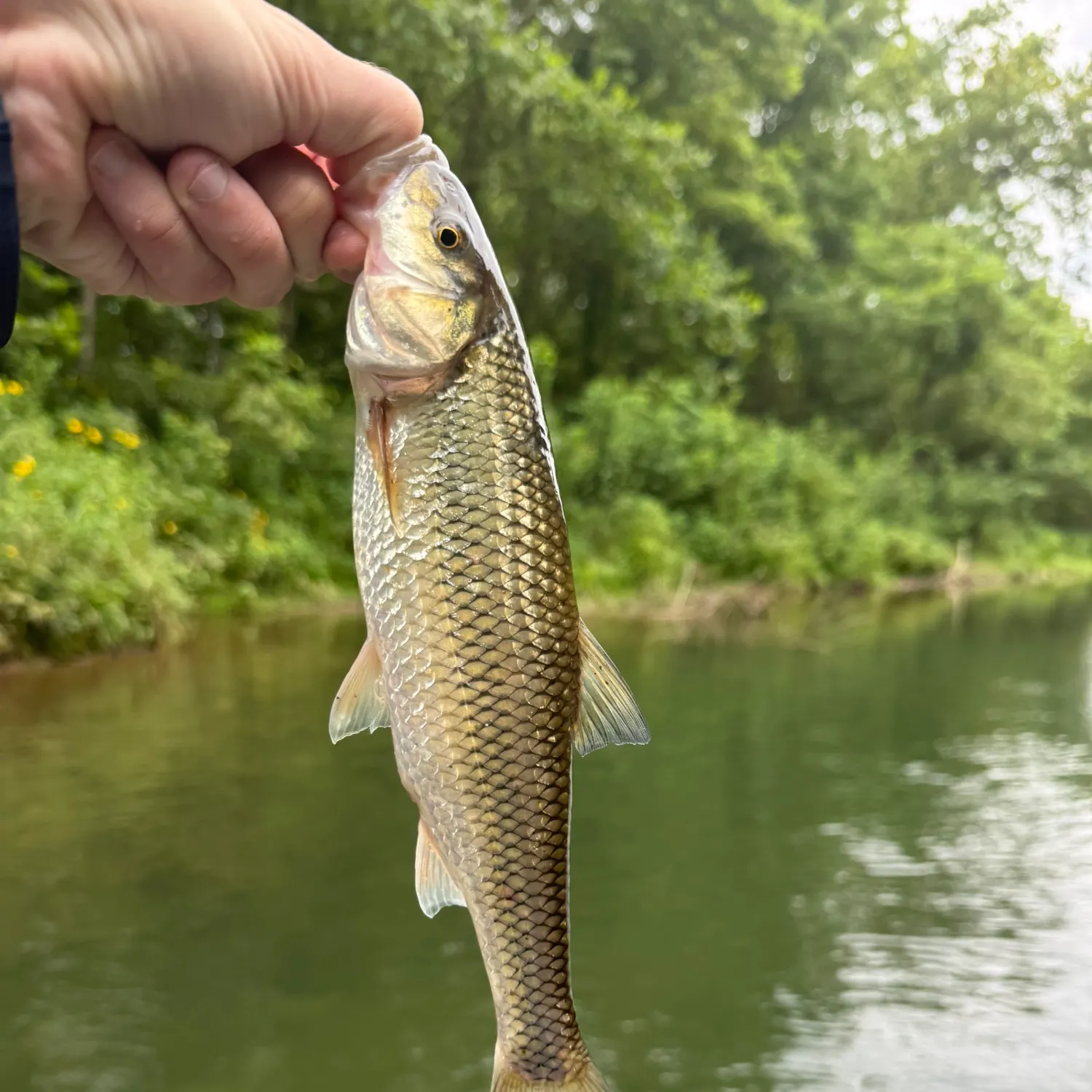 The most recent Fallfish catches on Fishbrain