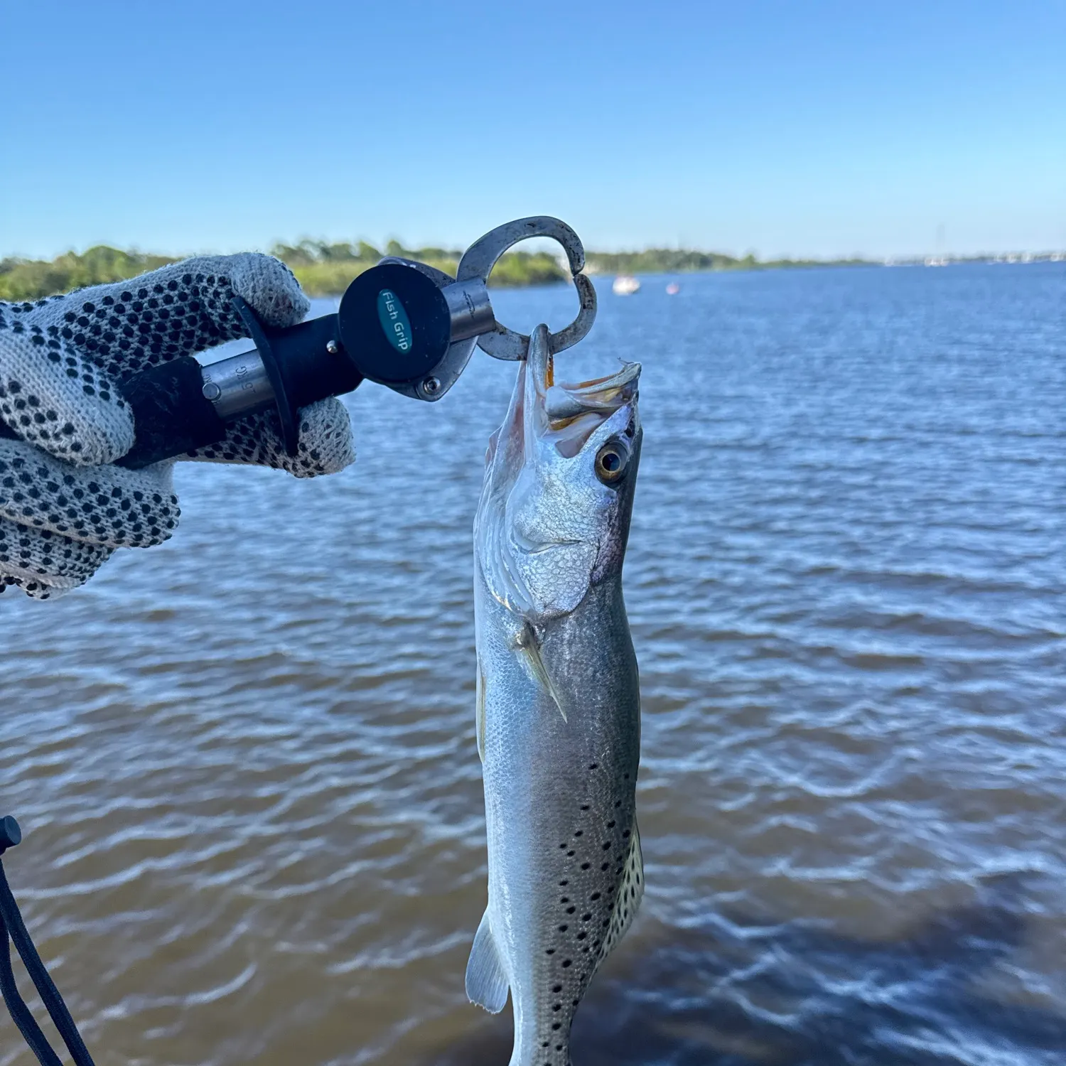 Spotted seatrout caught on Fishbrain
