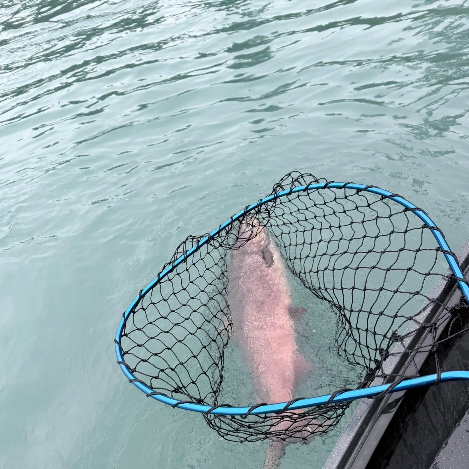 Chinook salmon caught on Fishbrain