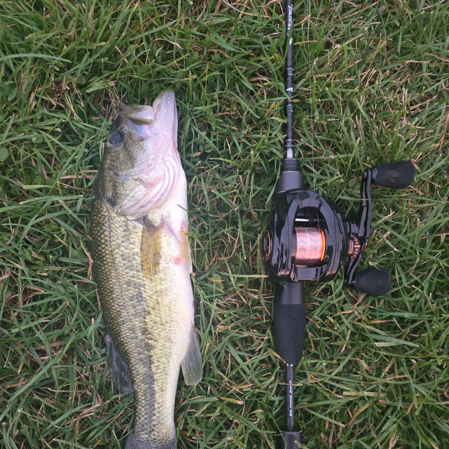 Largemouth bass caught on Fishbrain