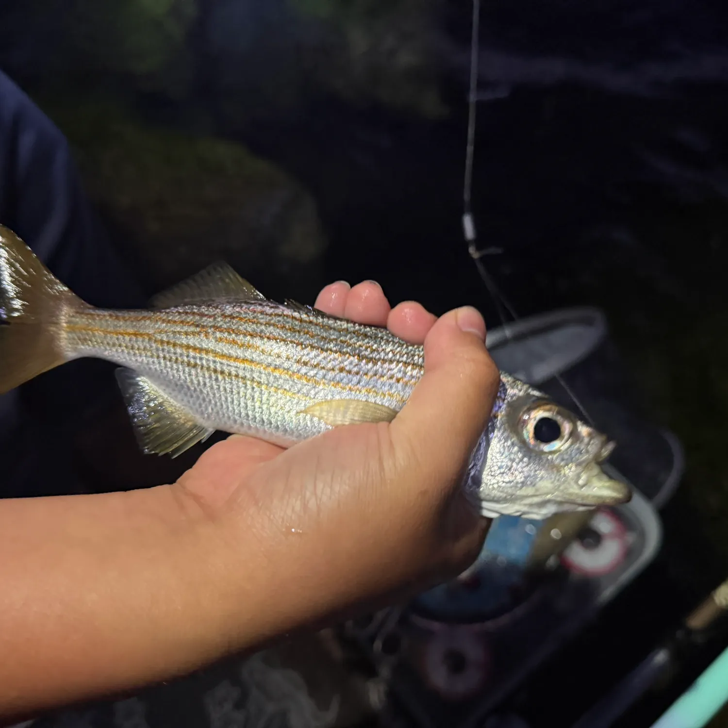 The most recent Californian salema catches on Fishbrain