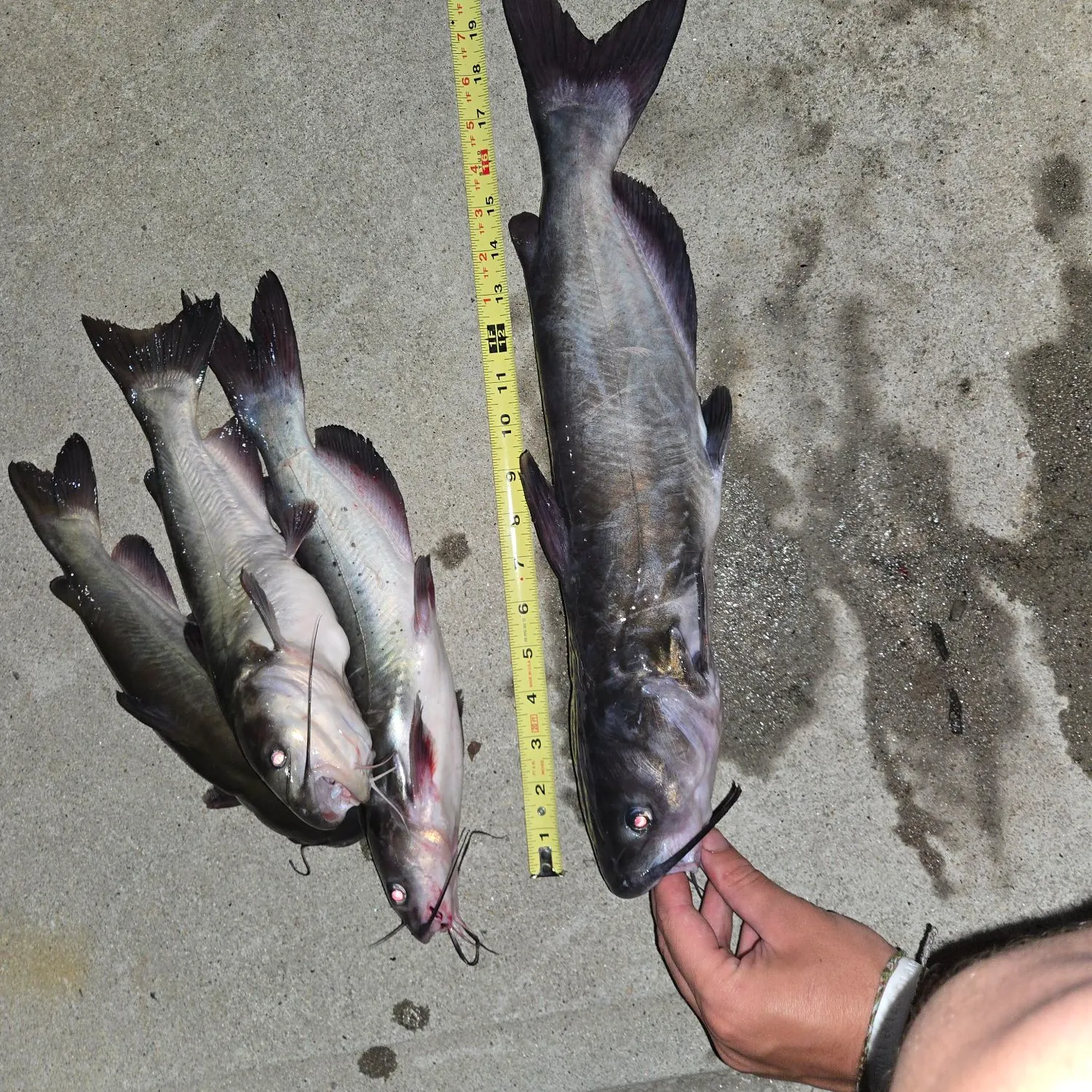 recently logged catches