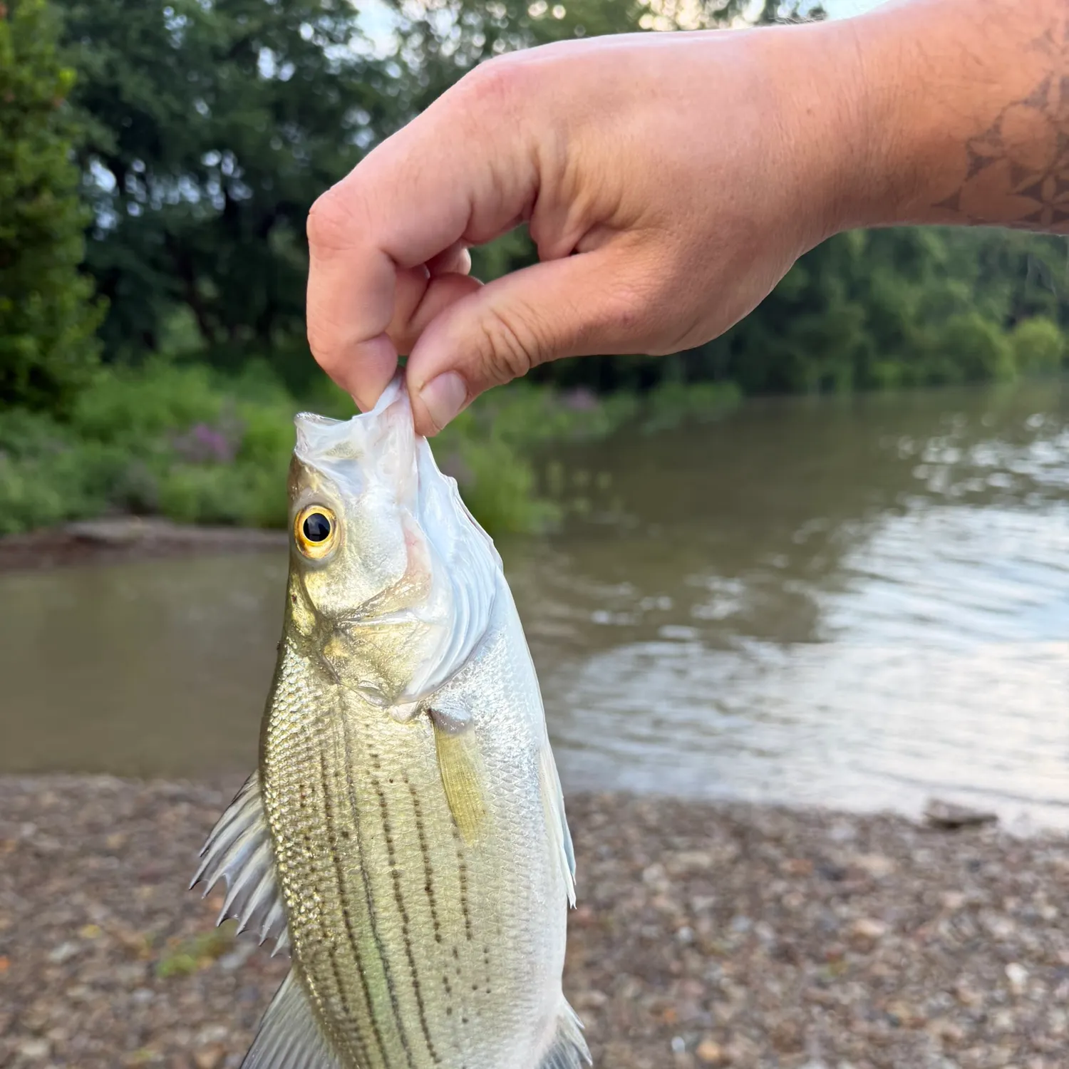 The most recent White bass catches on Fishbrain