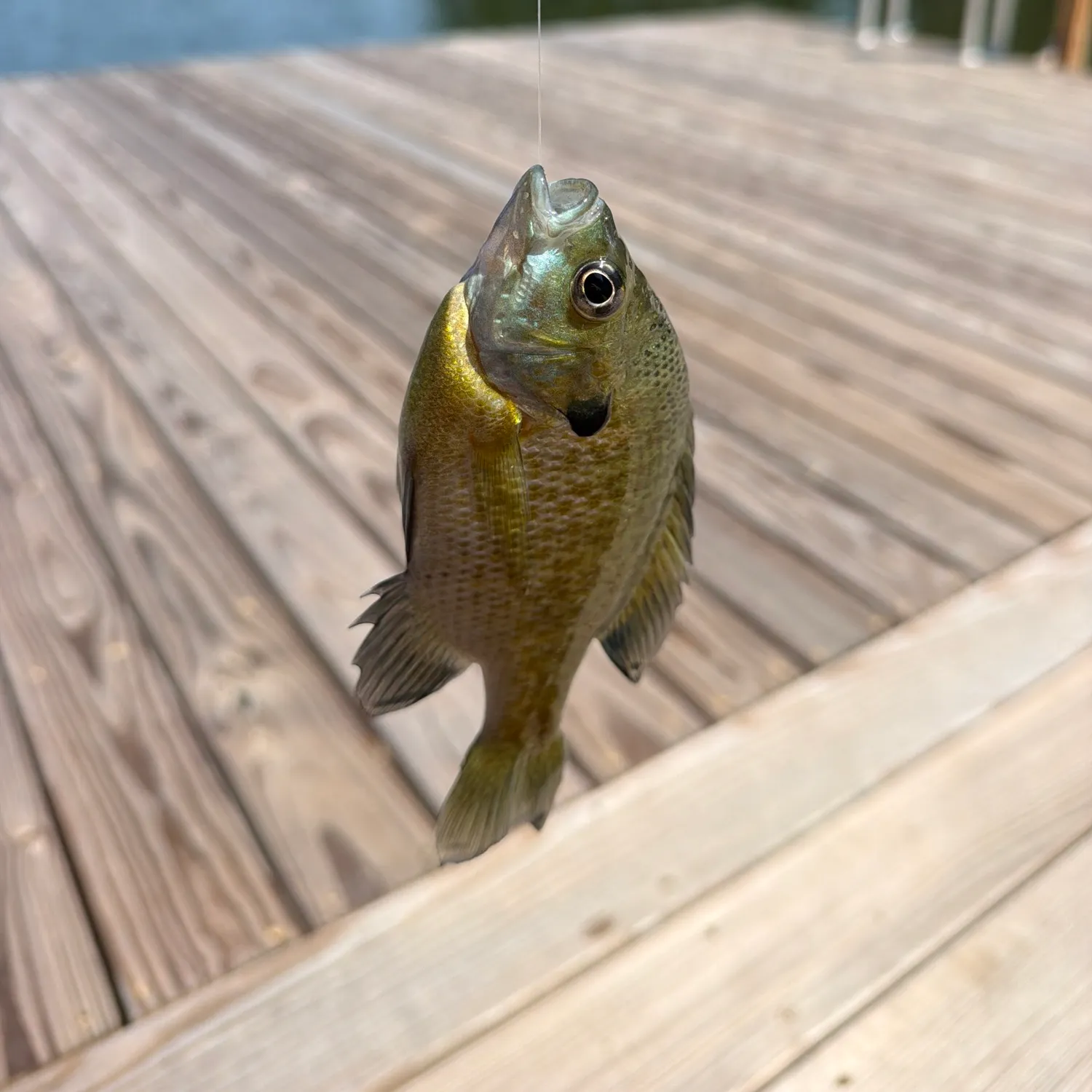 Bluegill caught on Fishbrain