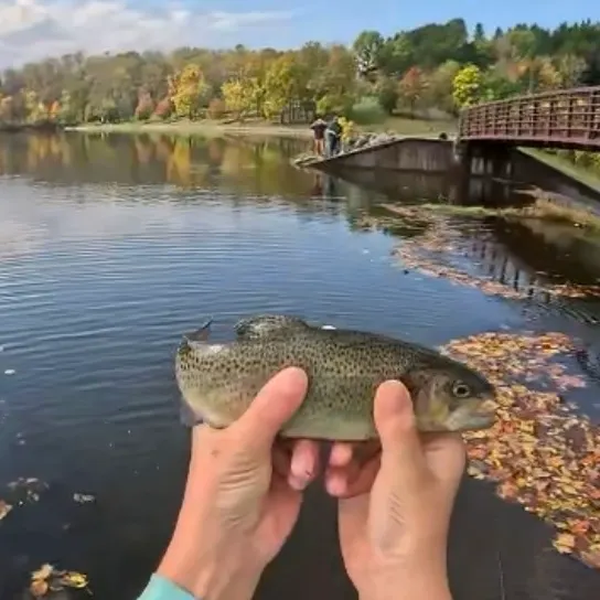 Brown trout caught on Fishbrain