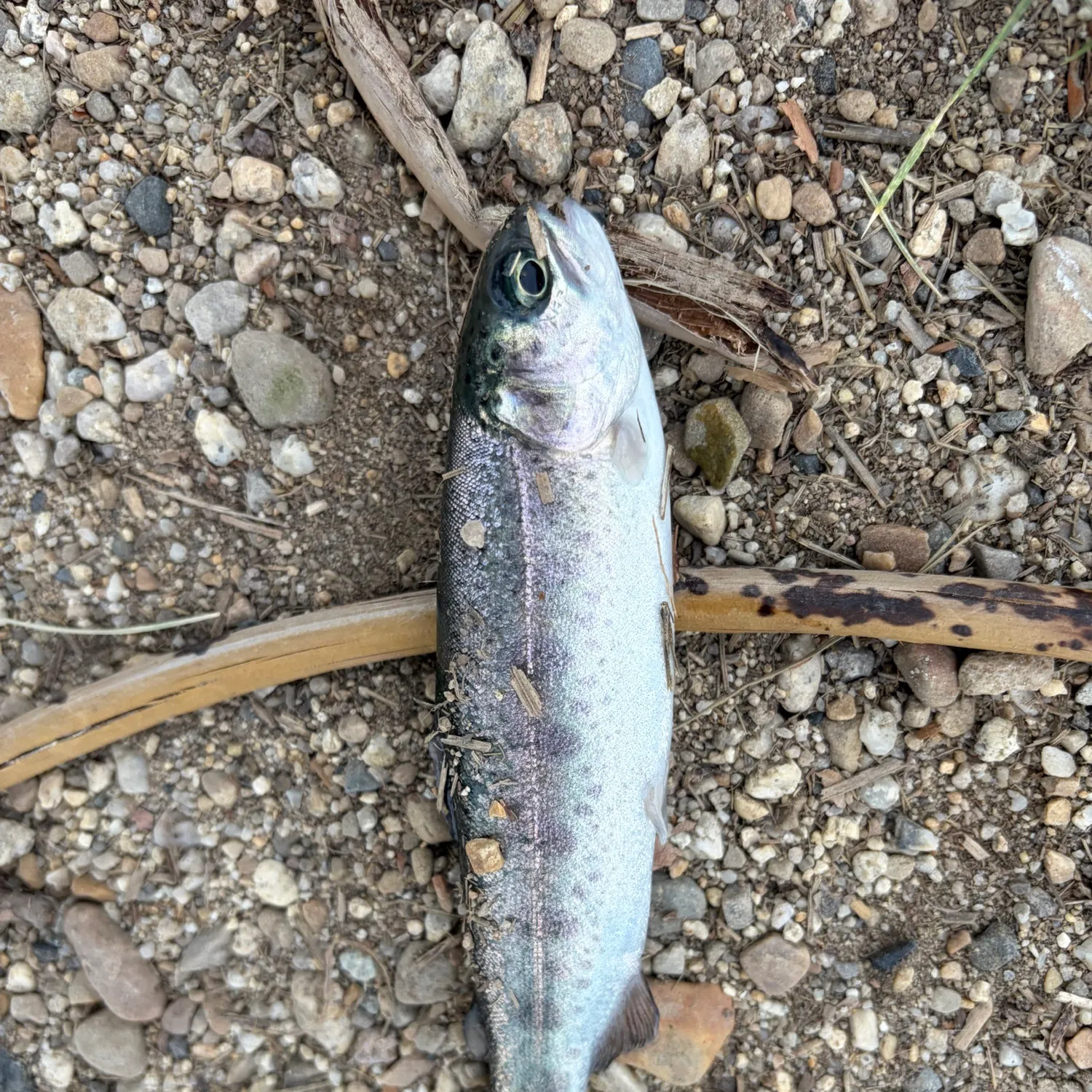 Rainbow trout caught on Fishbrain