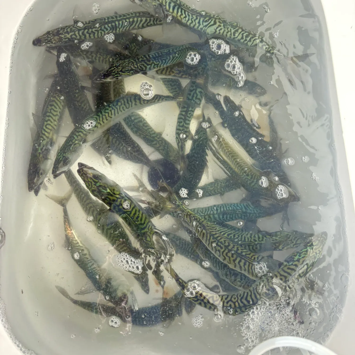 Atlantic mackerel caught on Fishbrain