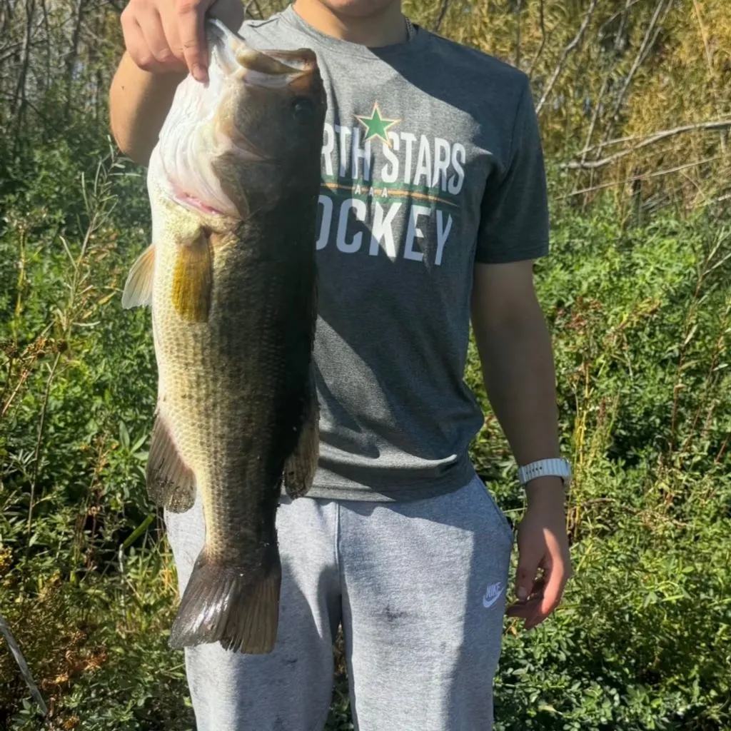 Largemouth bass caught on Fishbrain