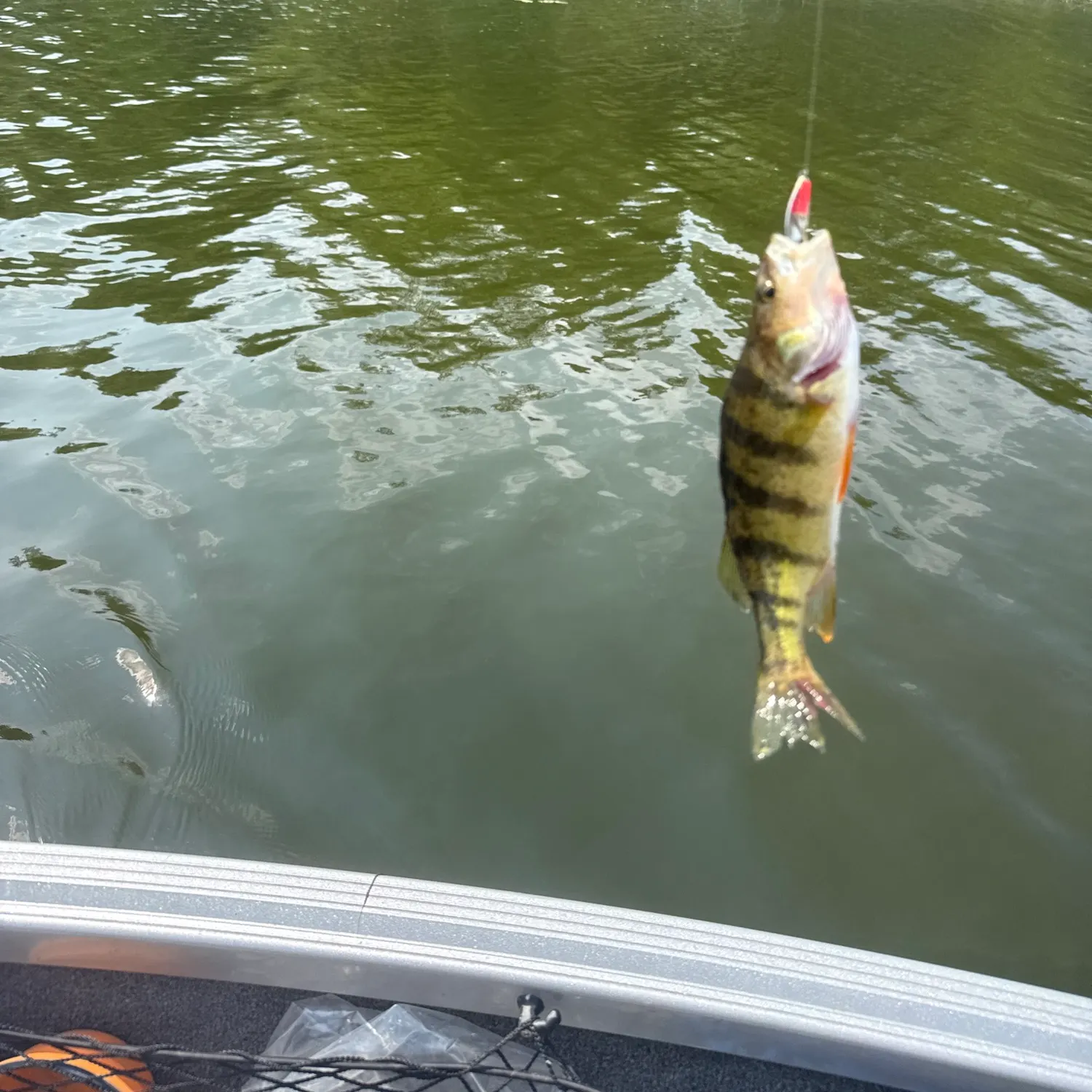 Yellow perch caught on Fishbrain