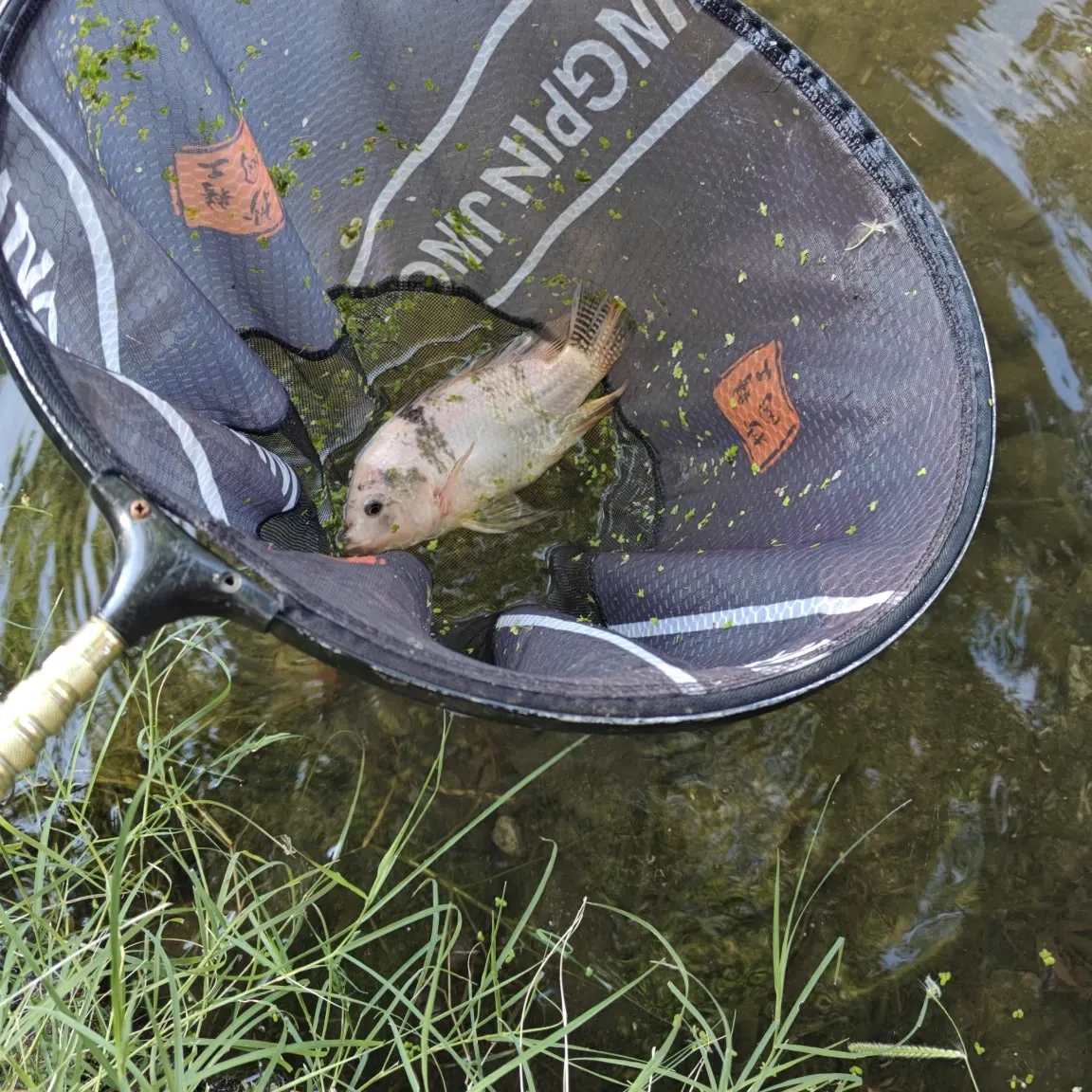 The most recent Red tilapia catches on Fishbrain